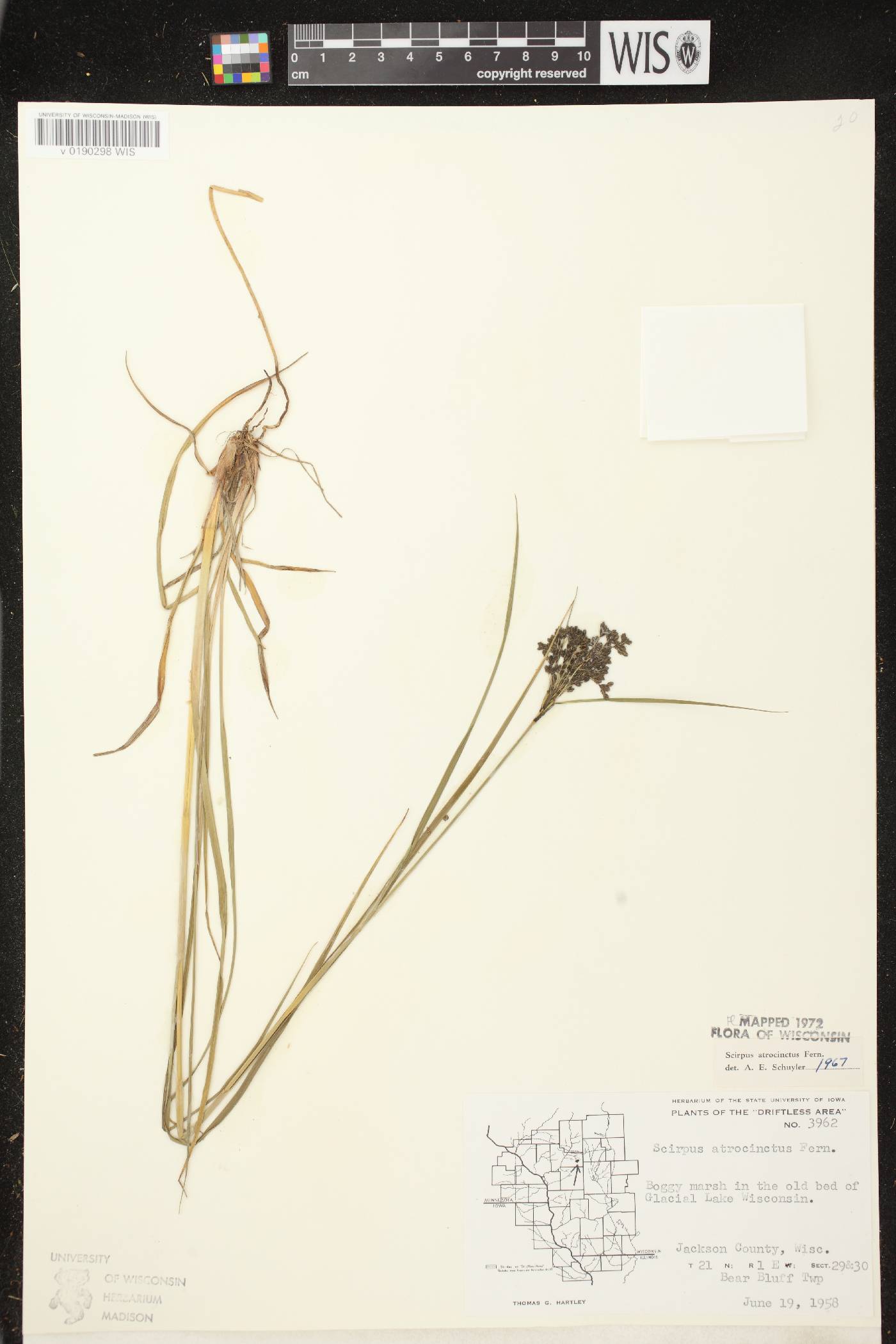 Scirpus atrocinctus image
