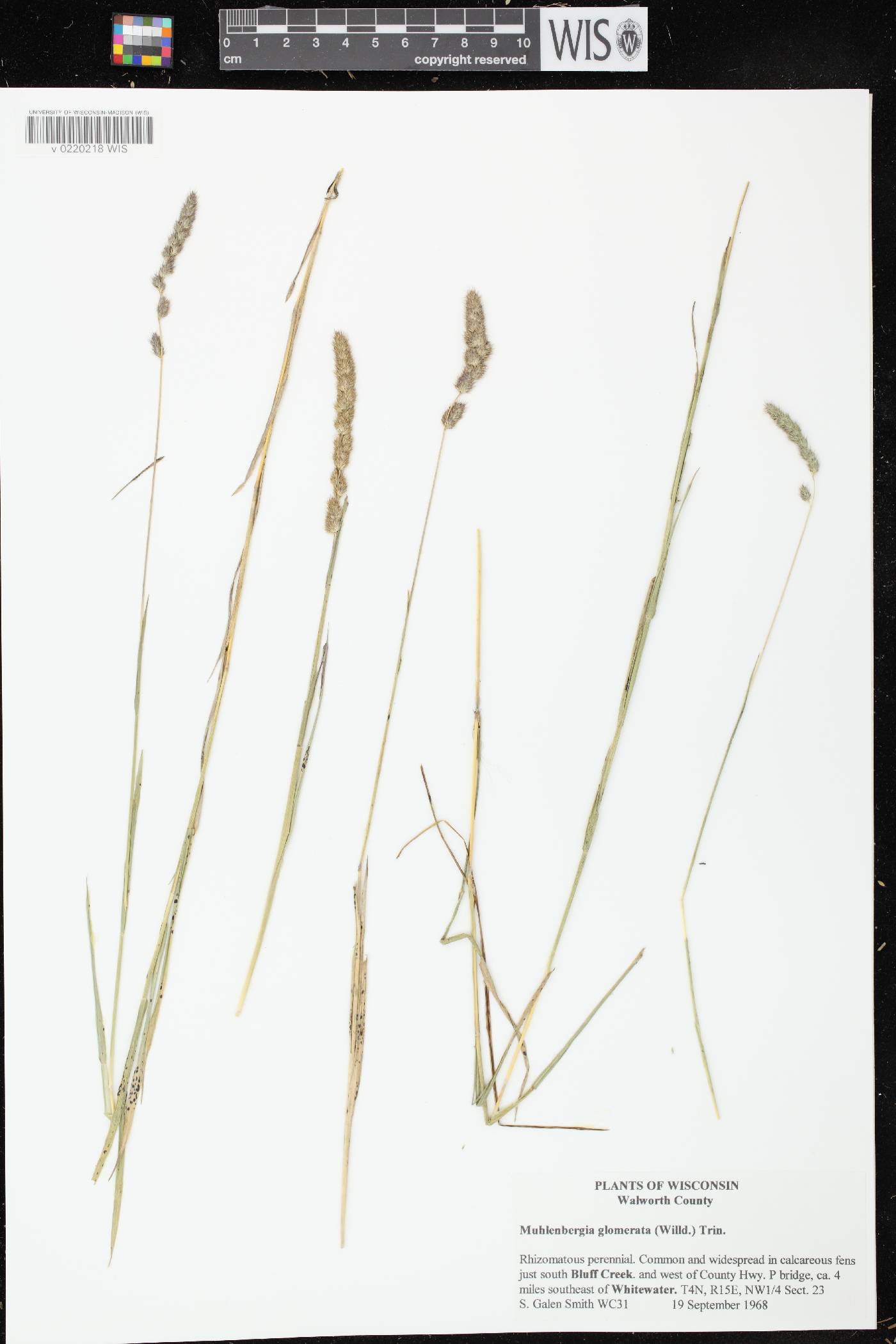 Muhlenbergia glomerata image