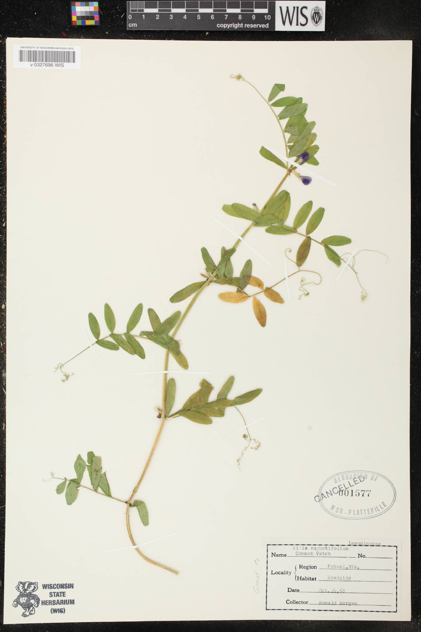 Vicia sativa subsp. nigra image