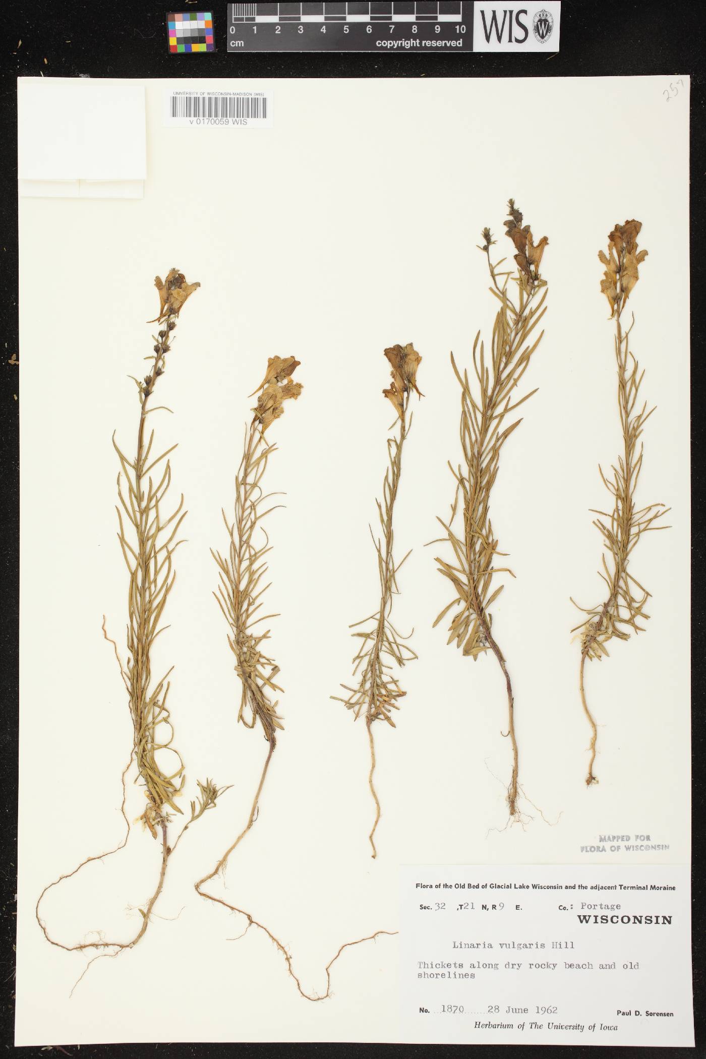 Linaria vulgaris image