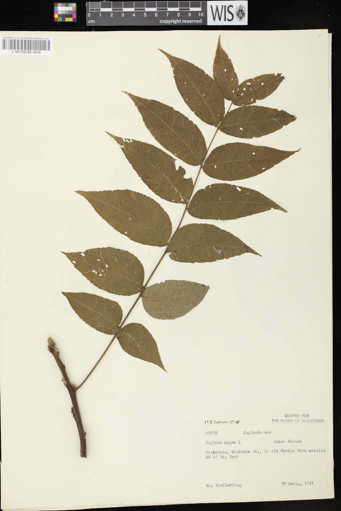 Juglans nigra image
