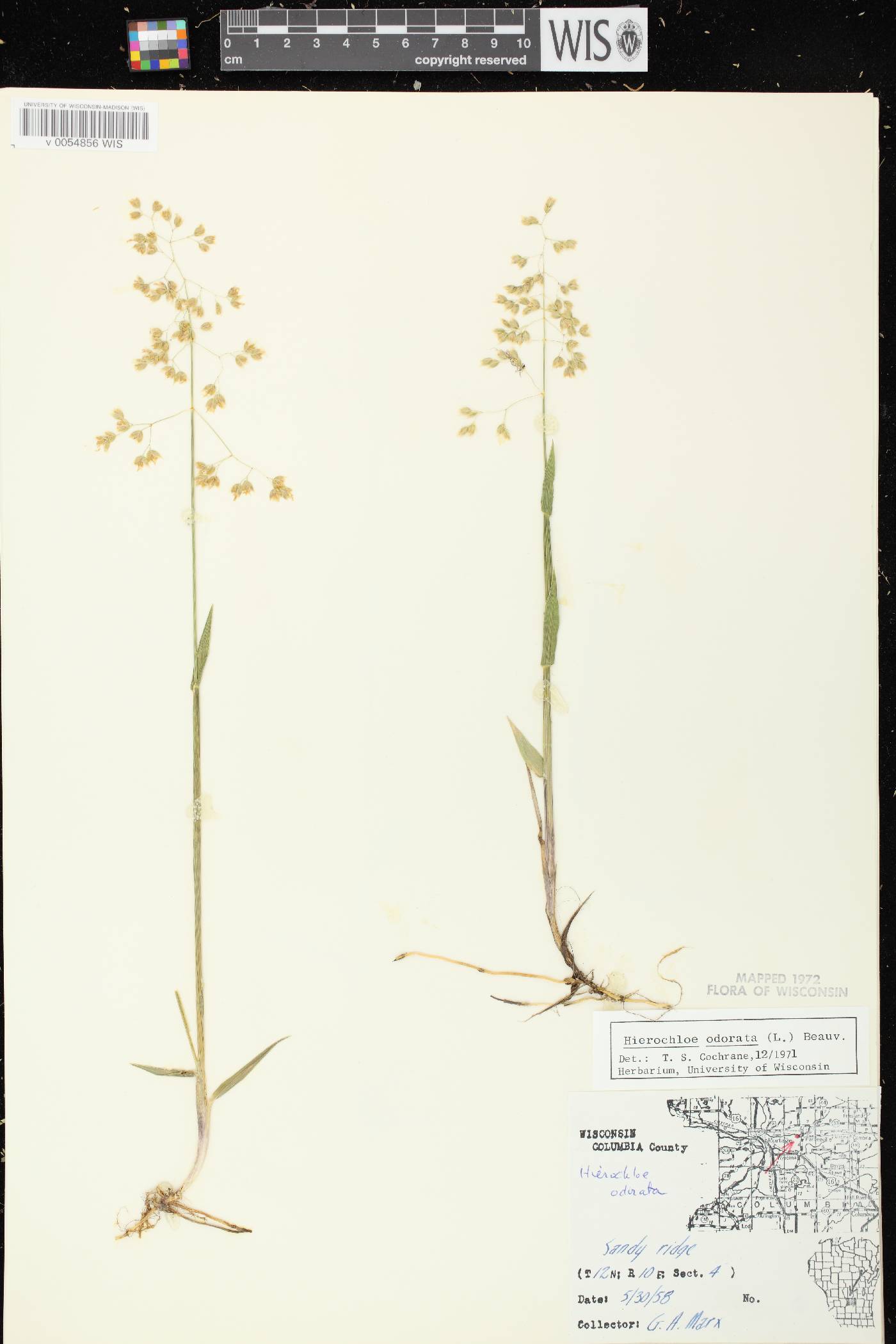 Anthoxanthum hirtum subsp. arcticum image
