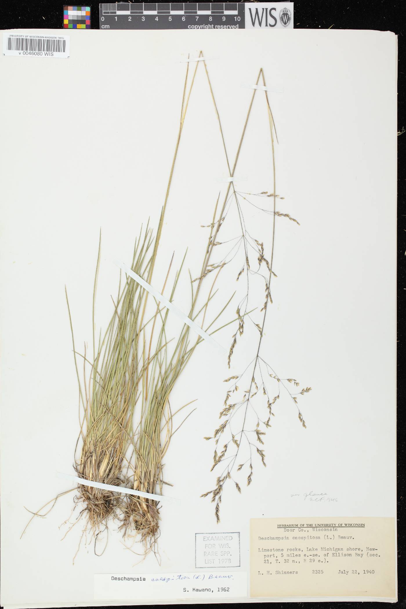 Deschampsia cespitosa image