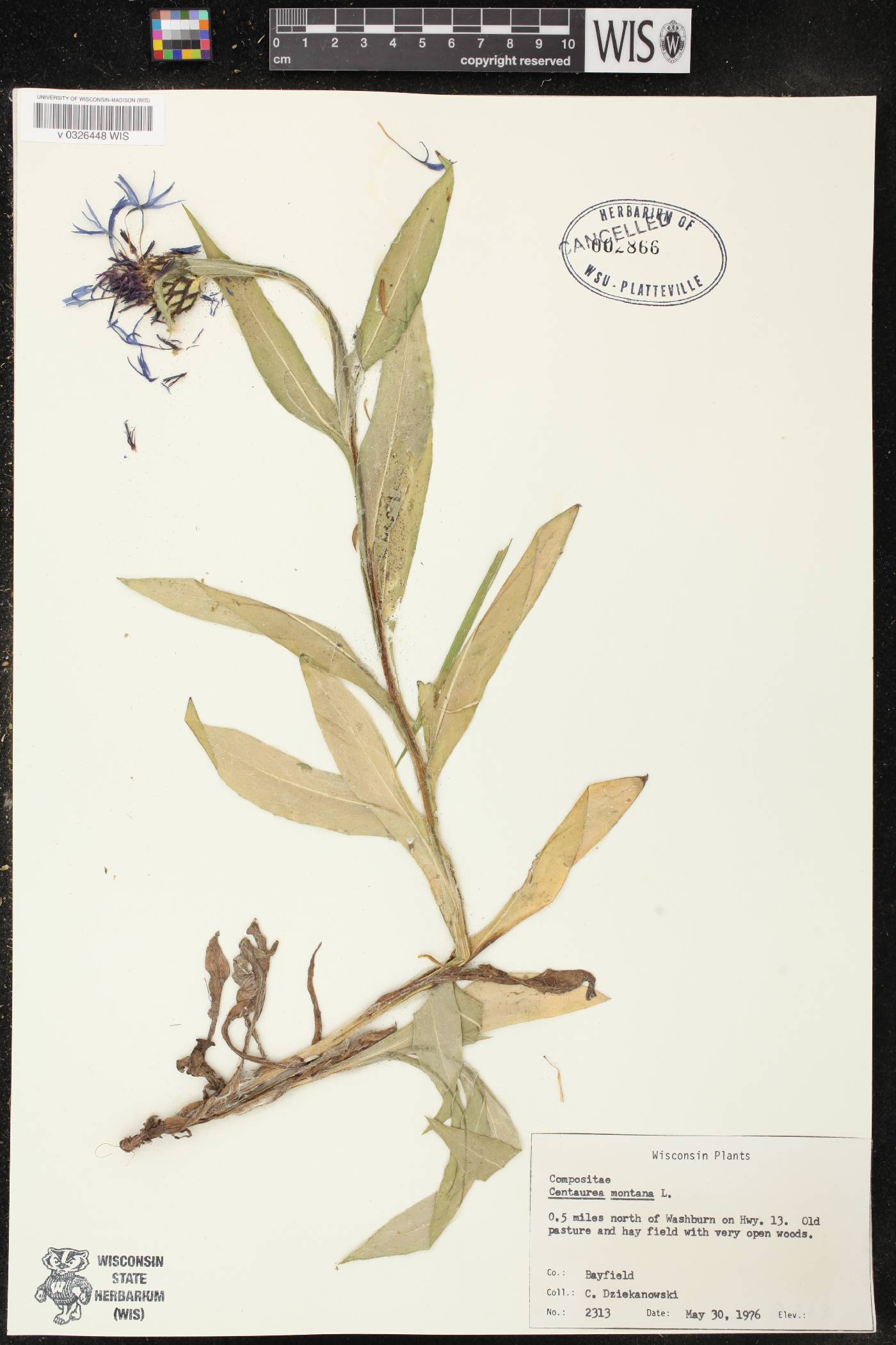 Centaurea montana image