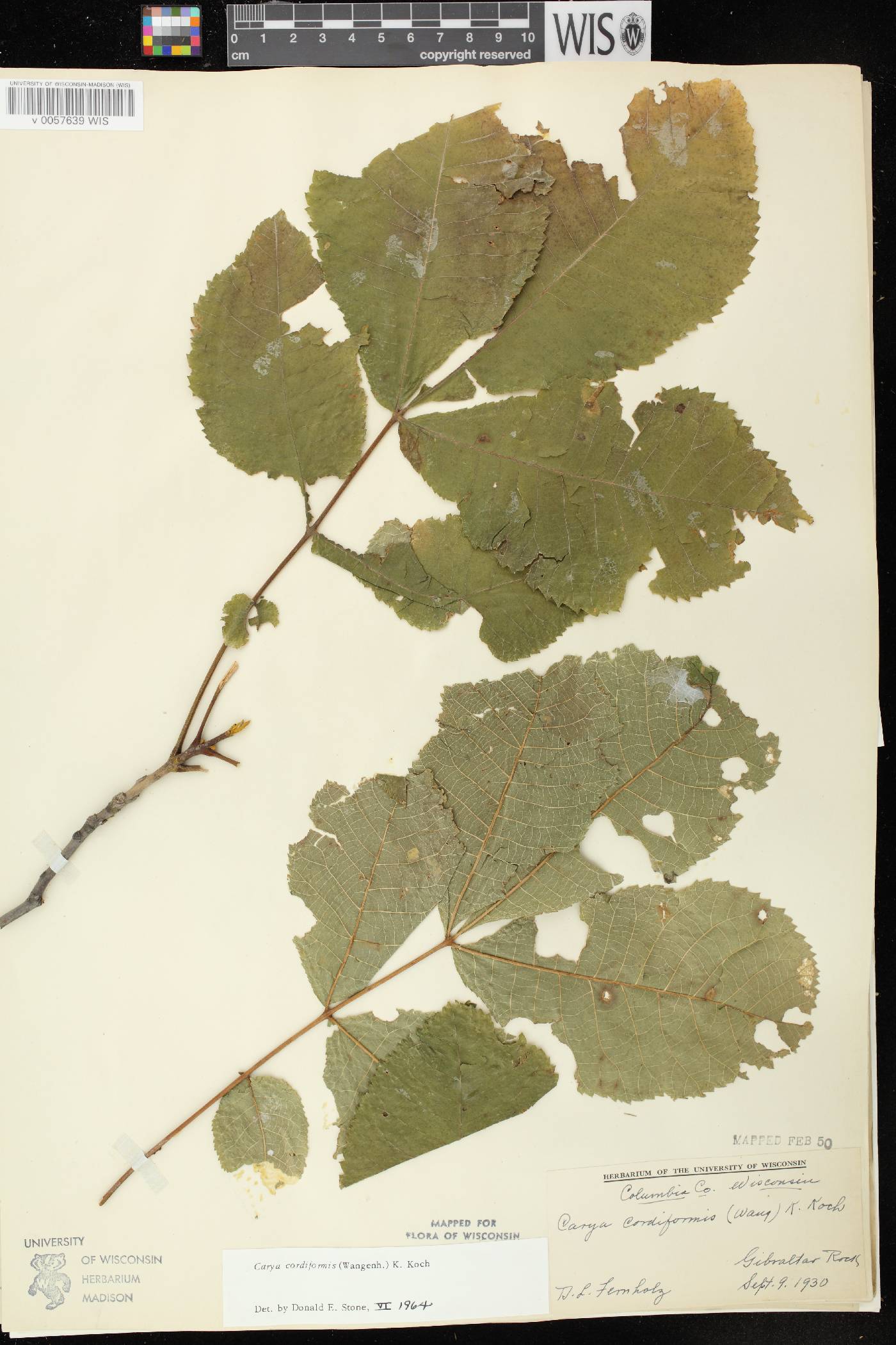 Carya cordiformis image