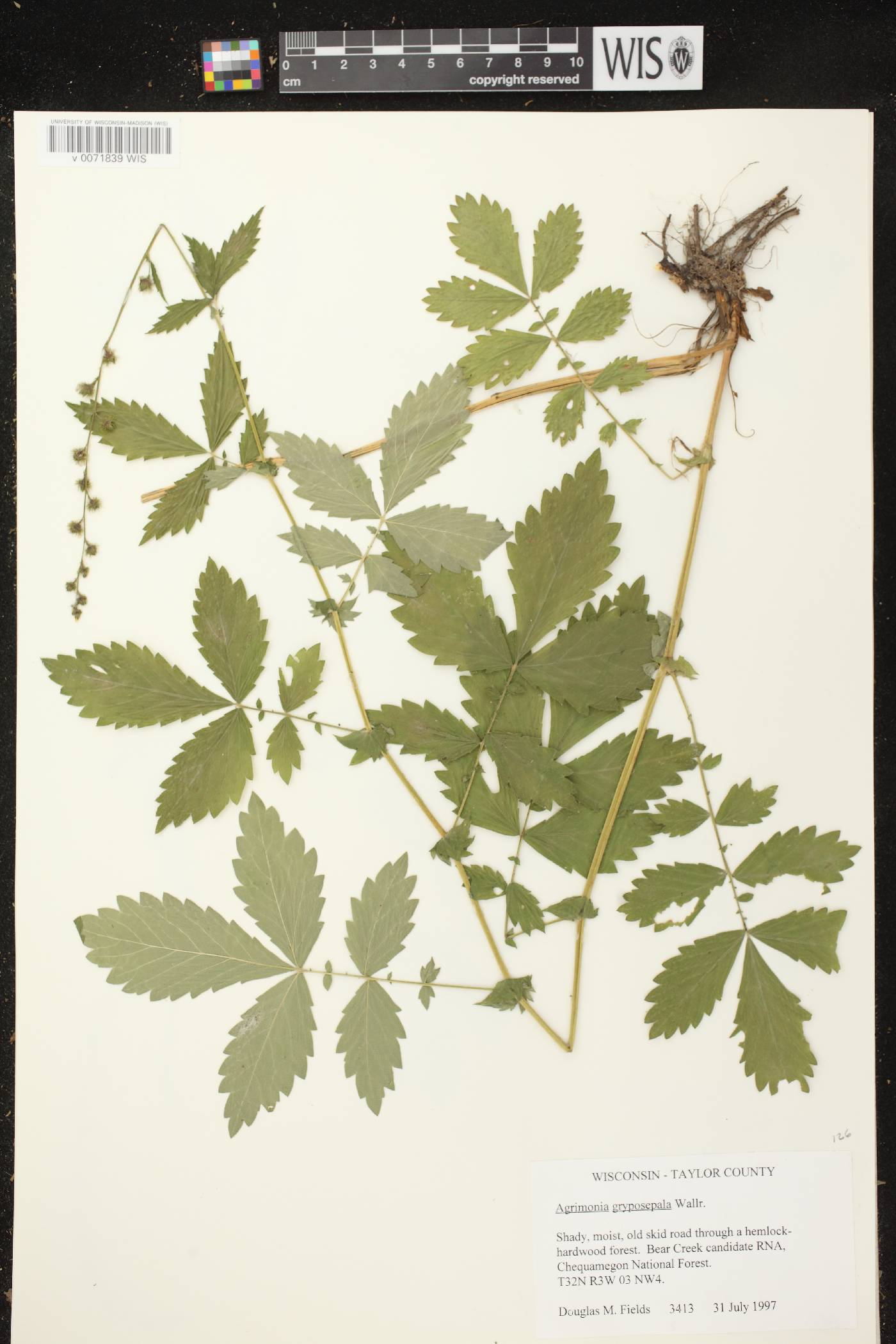 Agrimonia gryposepala image