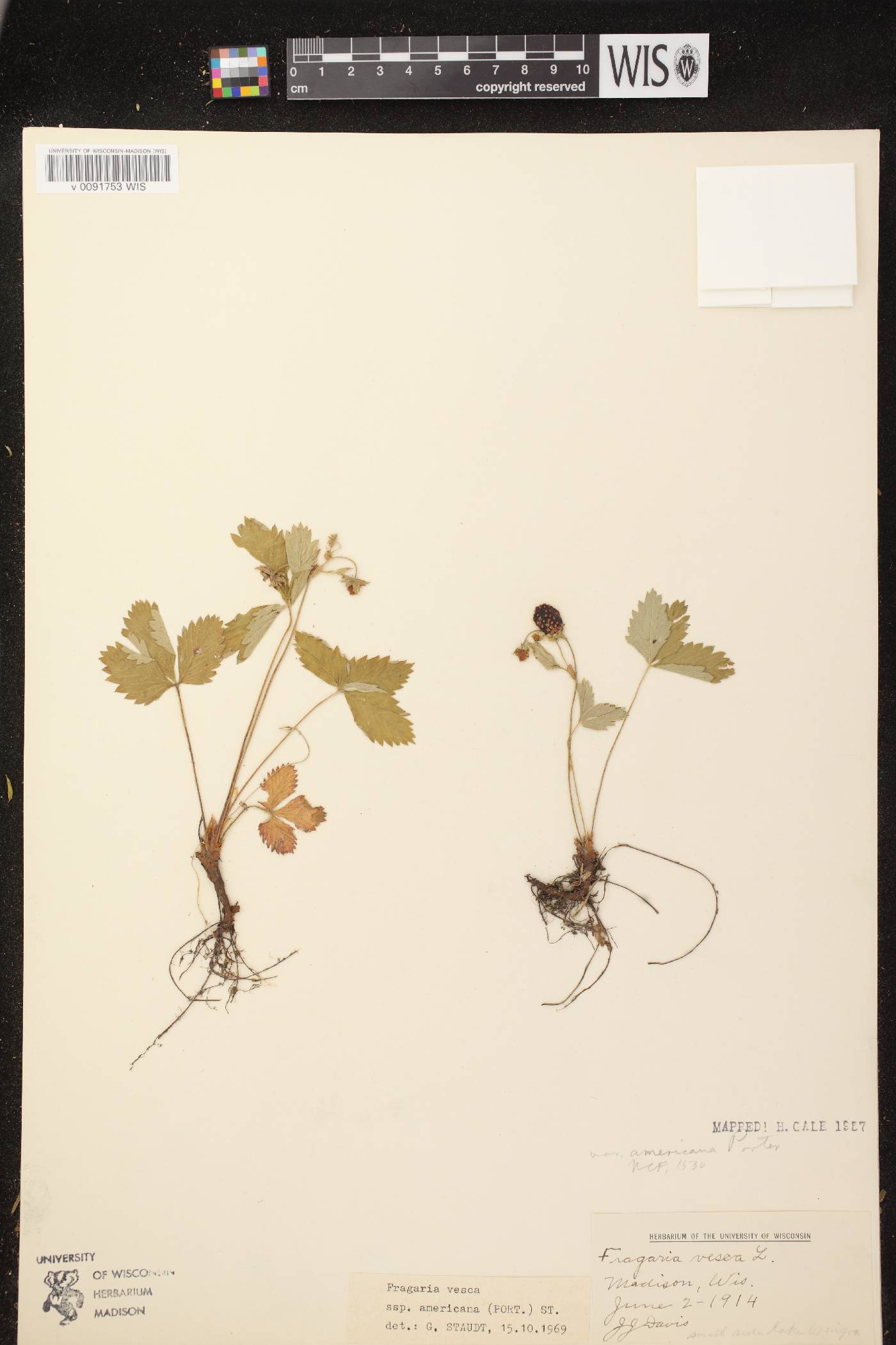 Fragaria vesca subsp. americana image