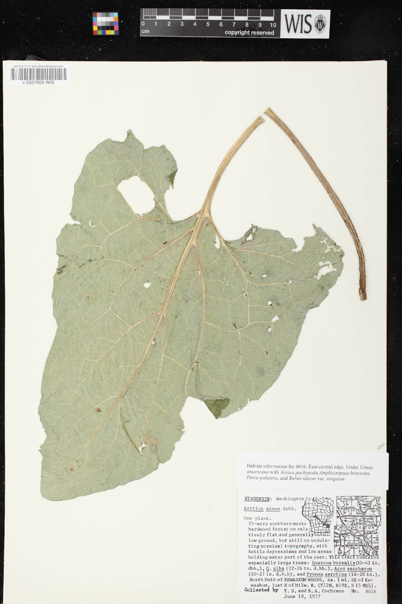 Arctium minus image