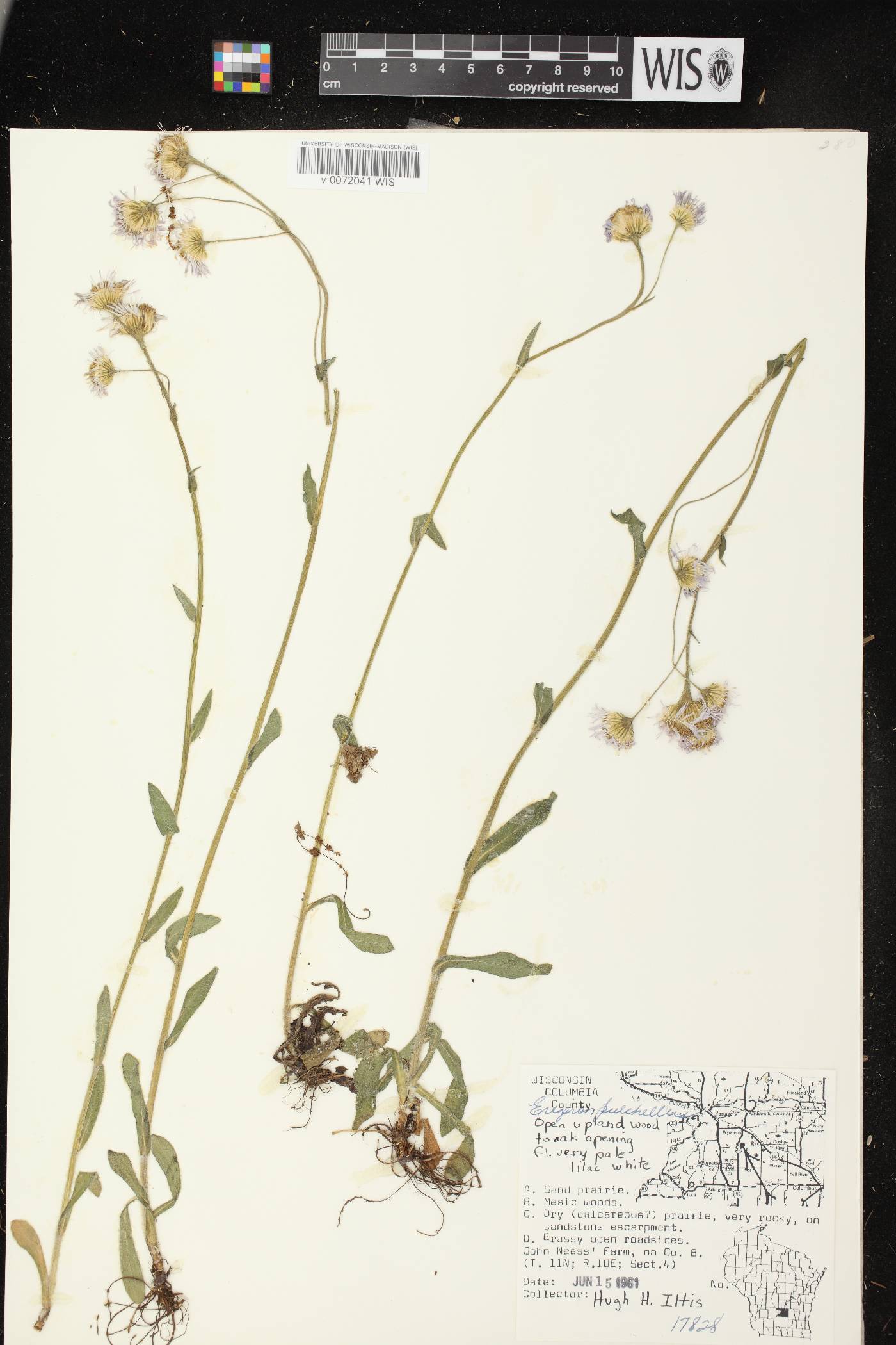 Erigeron pulchellus image