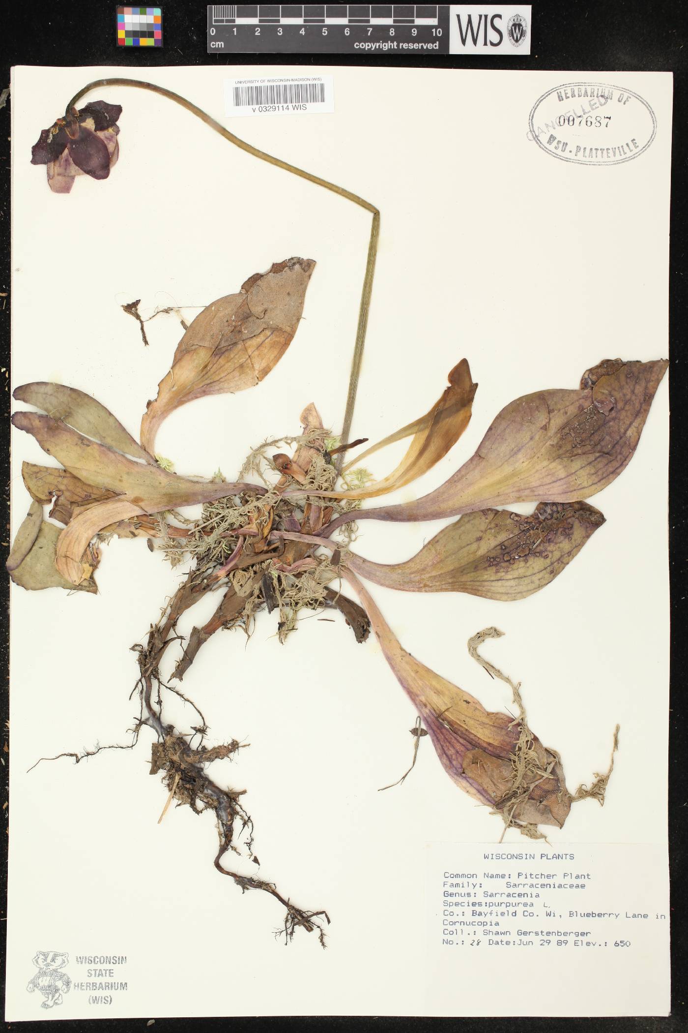 Sarracenia purpurea subsp. purpurea image