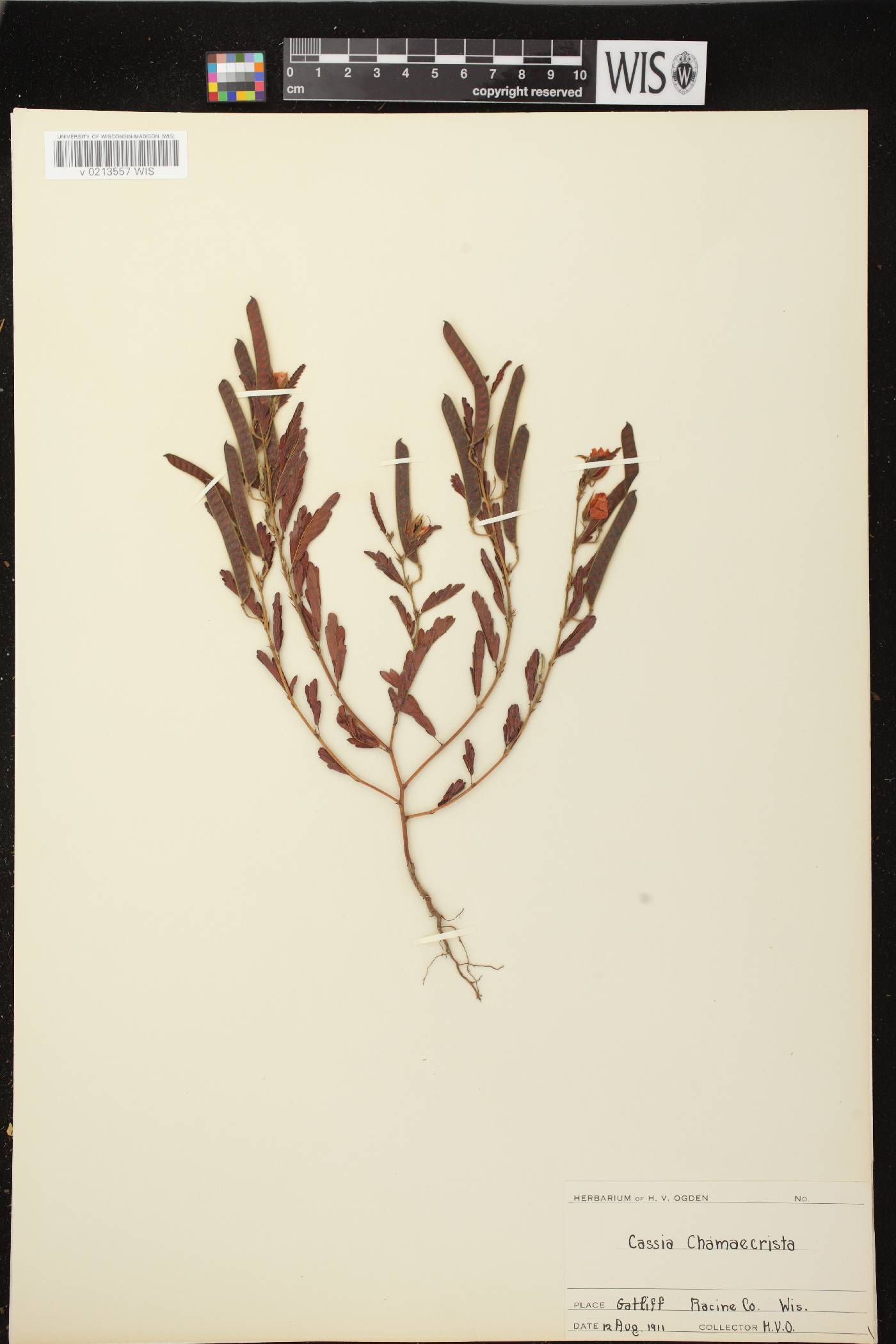 Chamaecrista fasciculata image