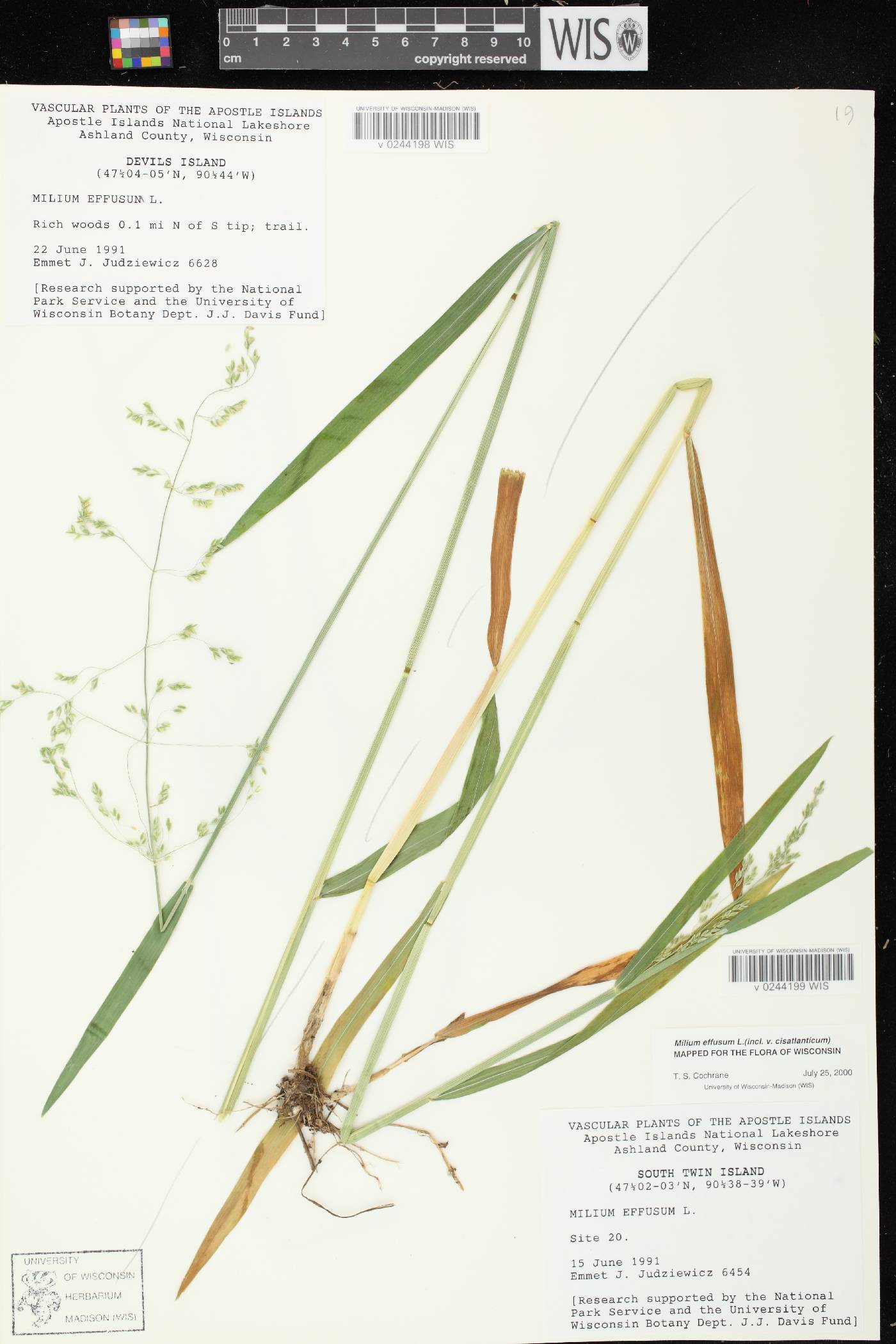 Milium effusum image