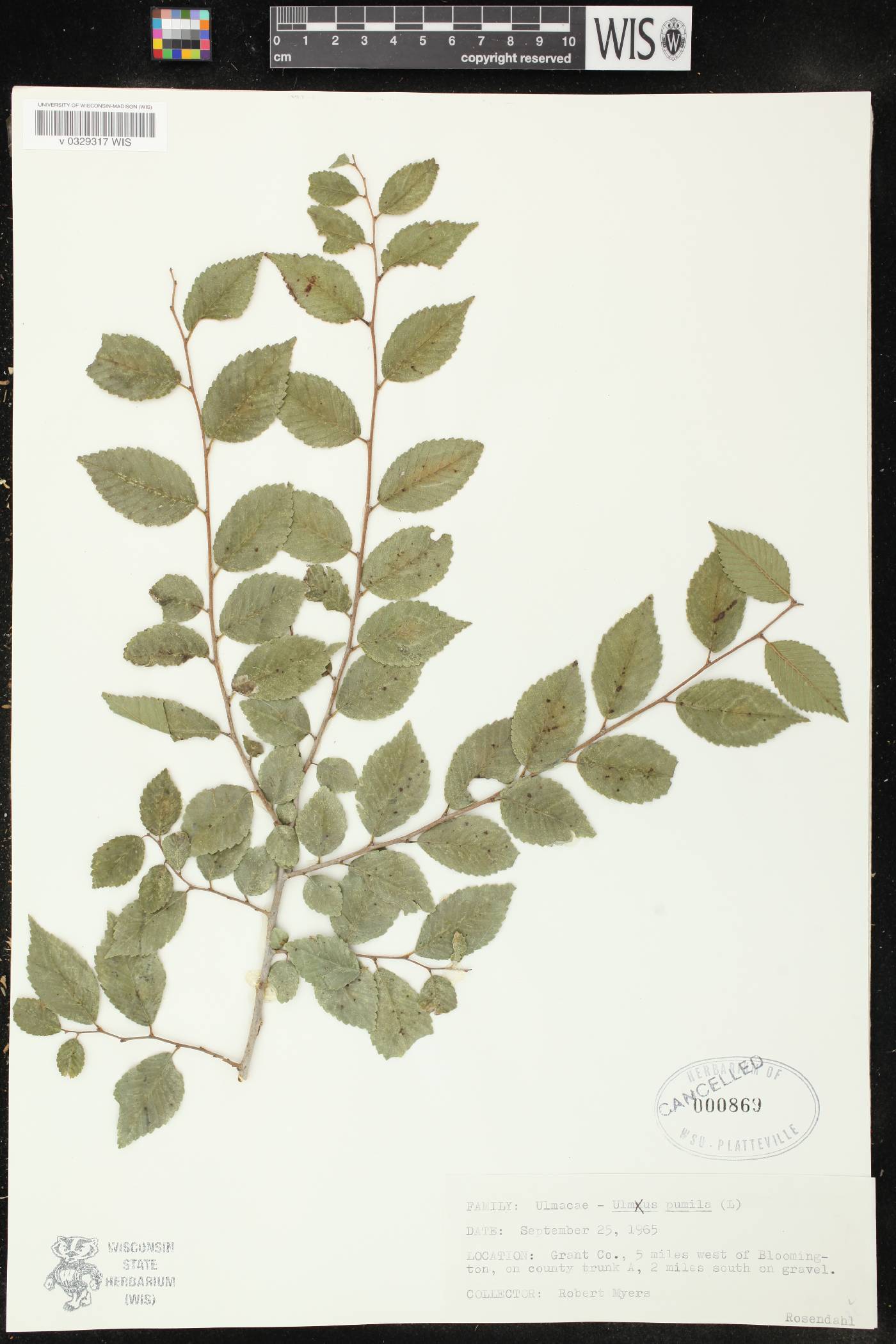 Ulmus pumila image