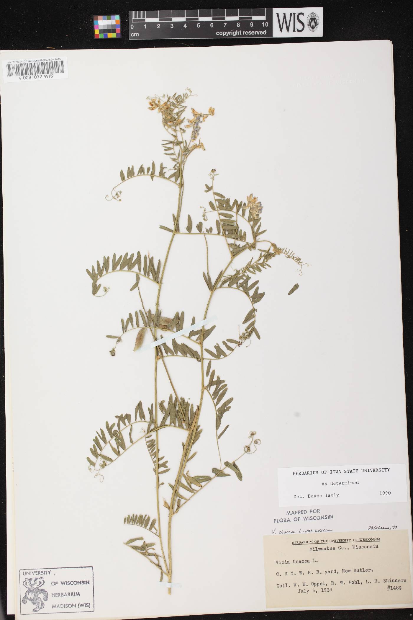 Vicia cracca image