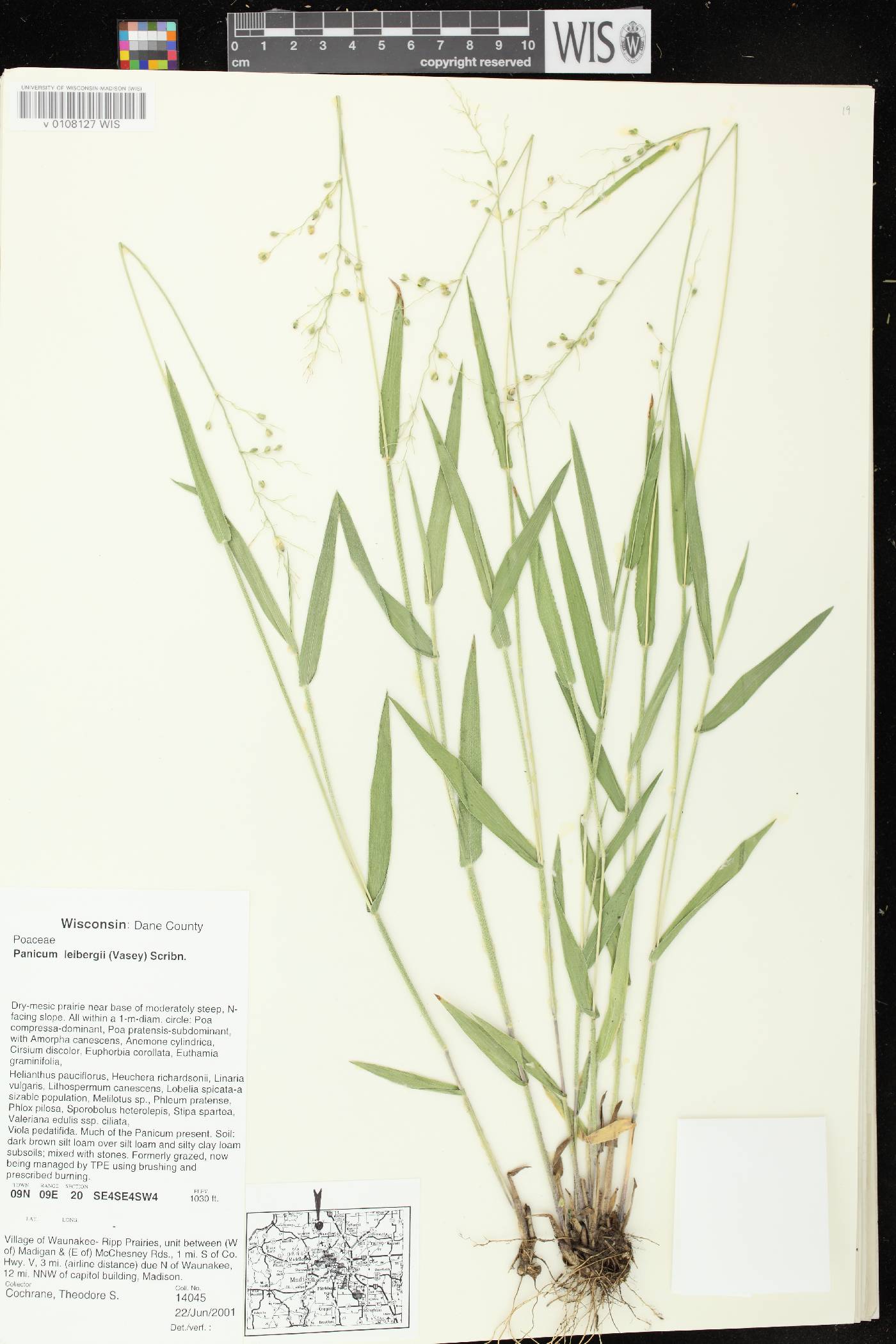 Dichanthelium leibergii image