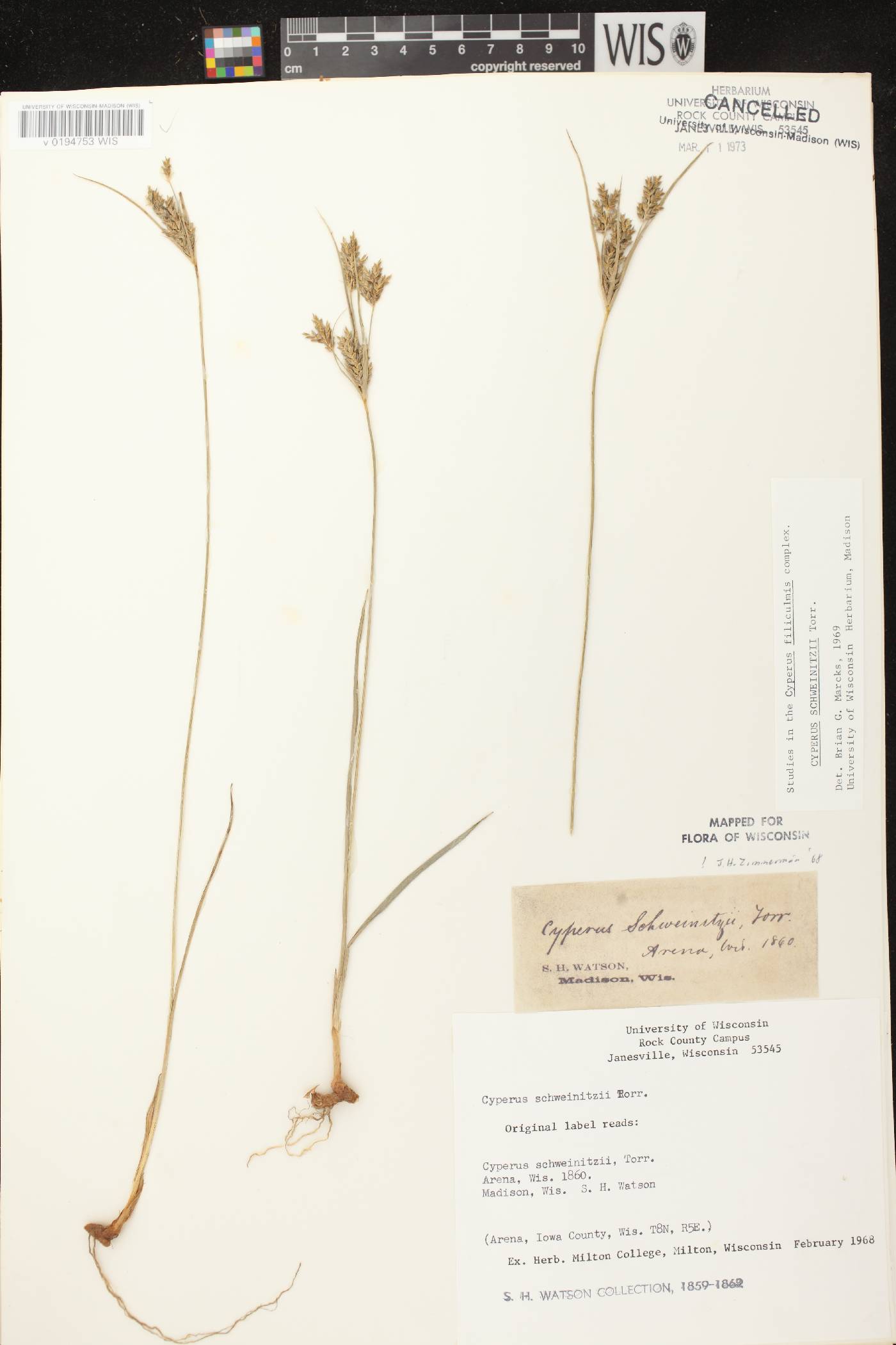 Cyperus schweinitzii image