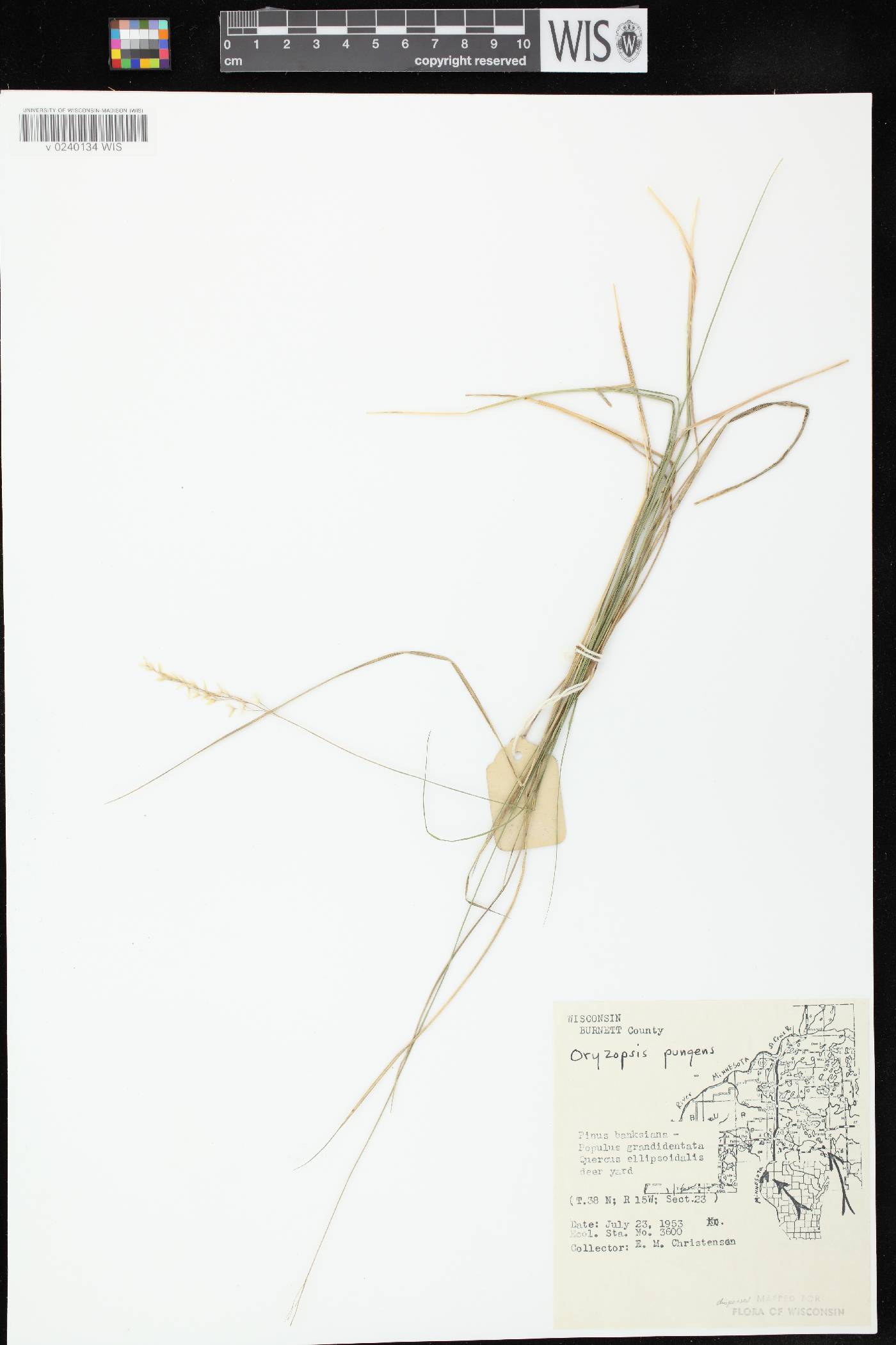 Piptatheropsis pungens image