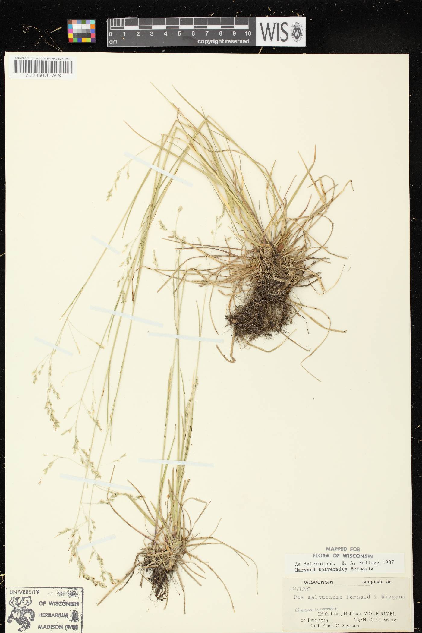 Poa saltuensis image