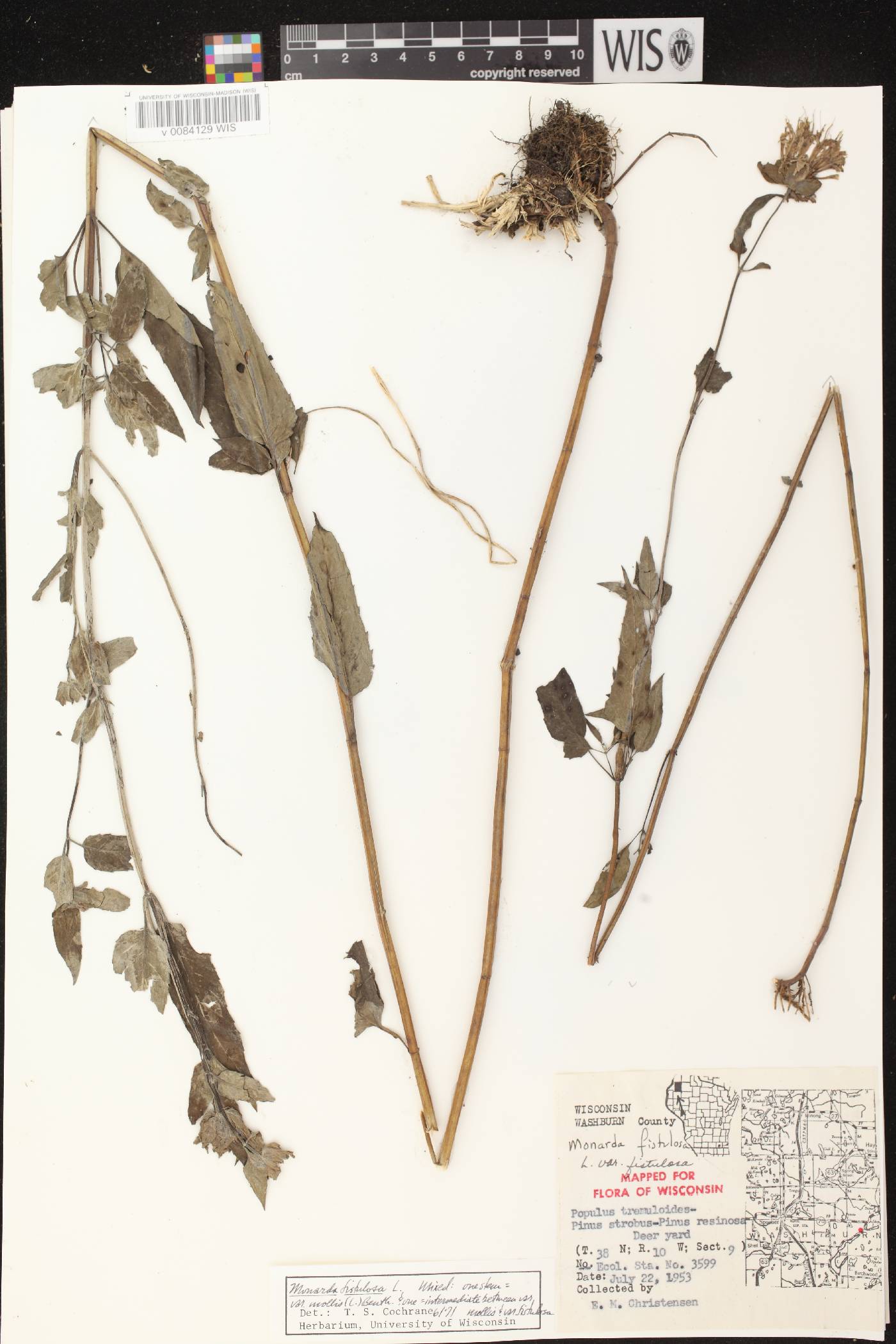 Monarda fistulosa subsp. fistulosa image