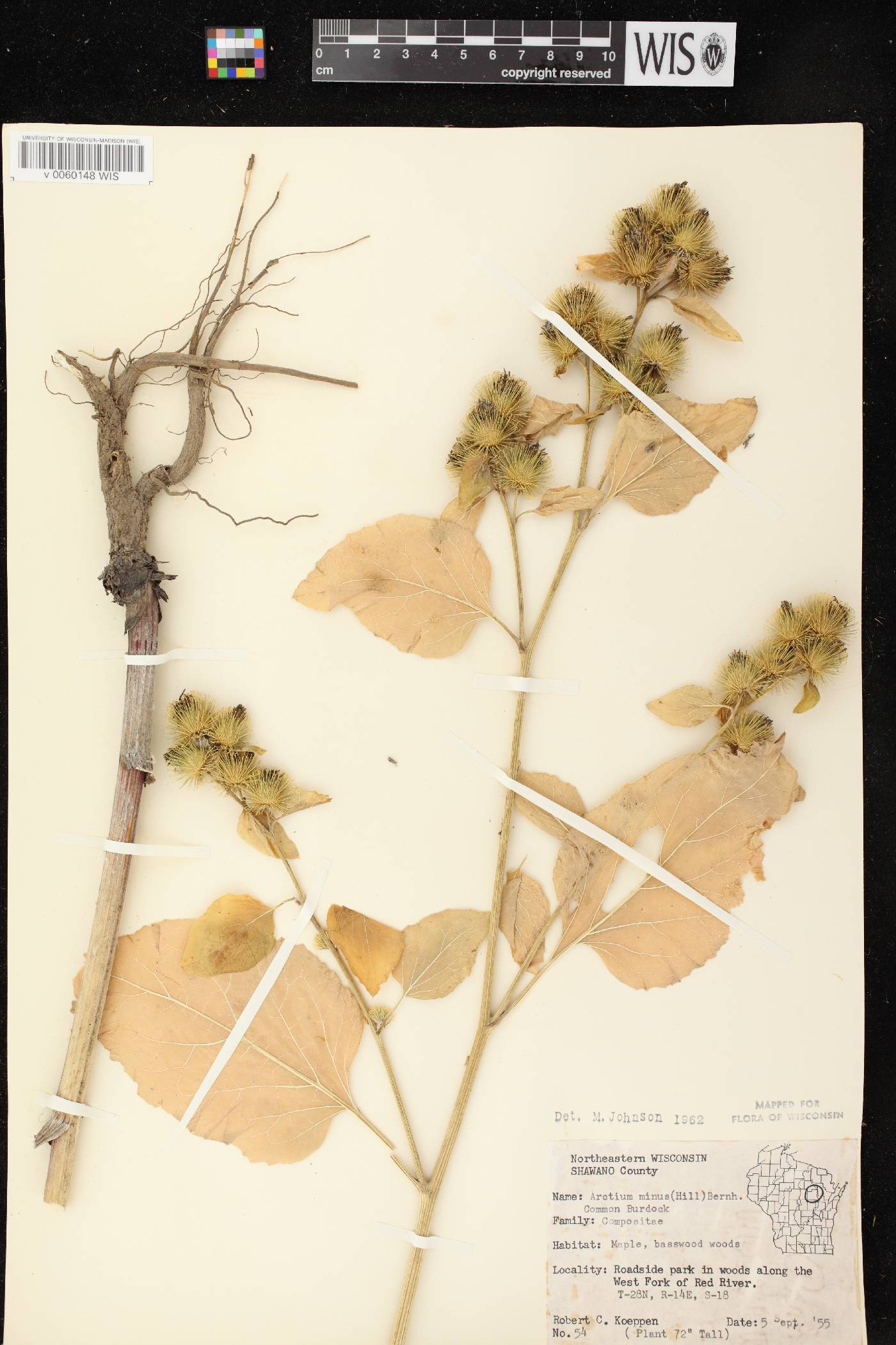Arctium minus image