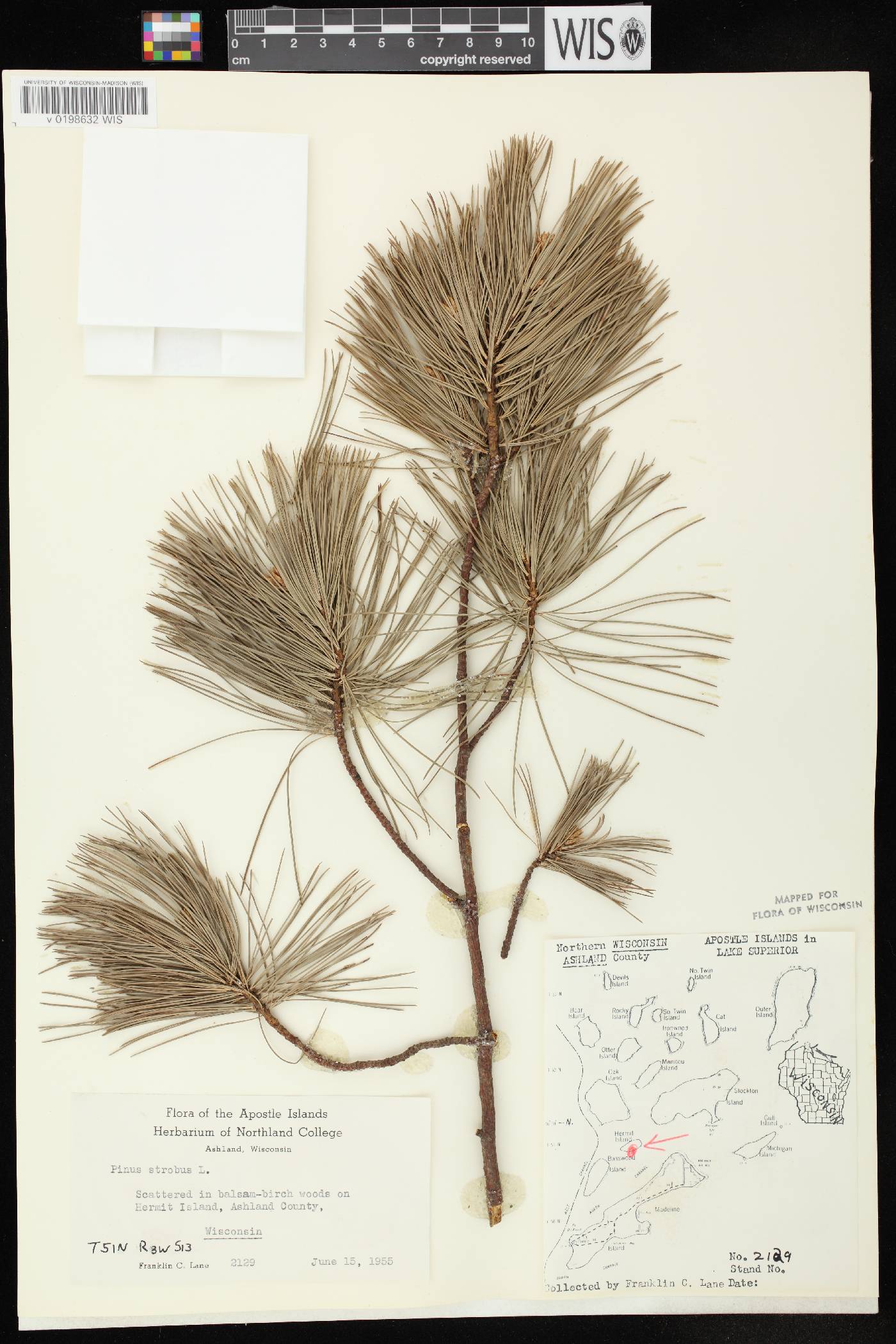 Pinus strobus image