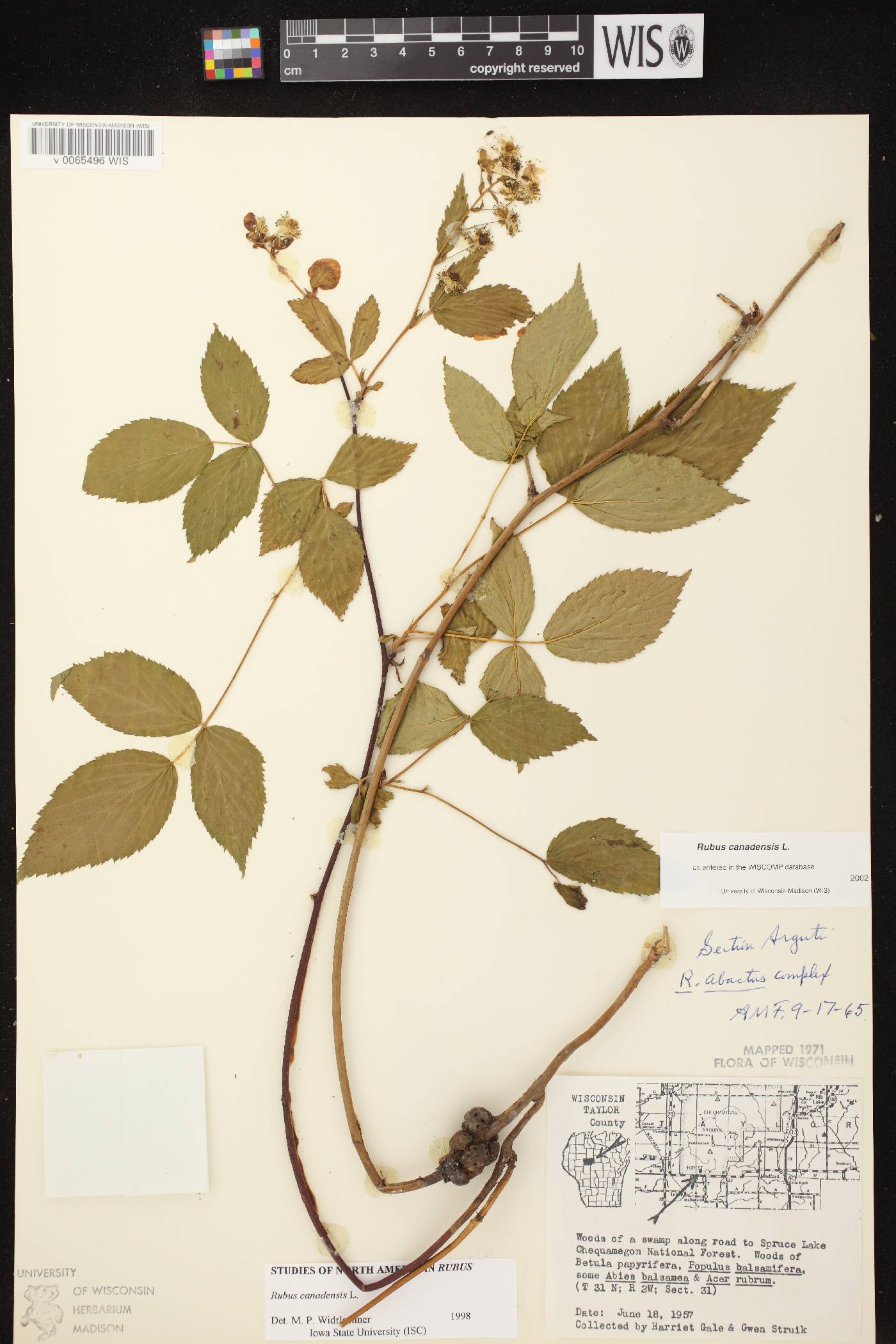 Rubus canadensis image
