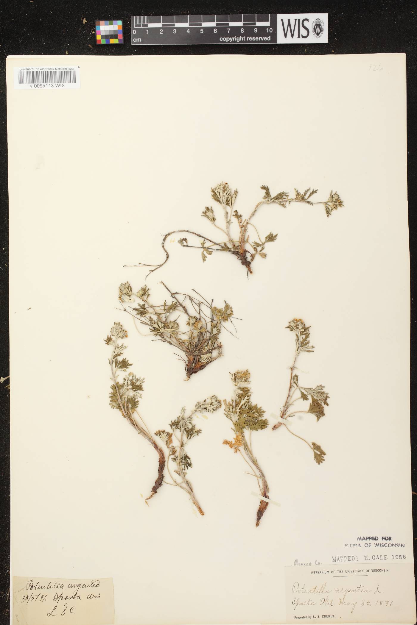 Potentilla argentea image