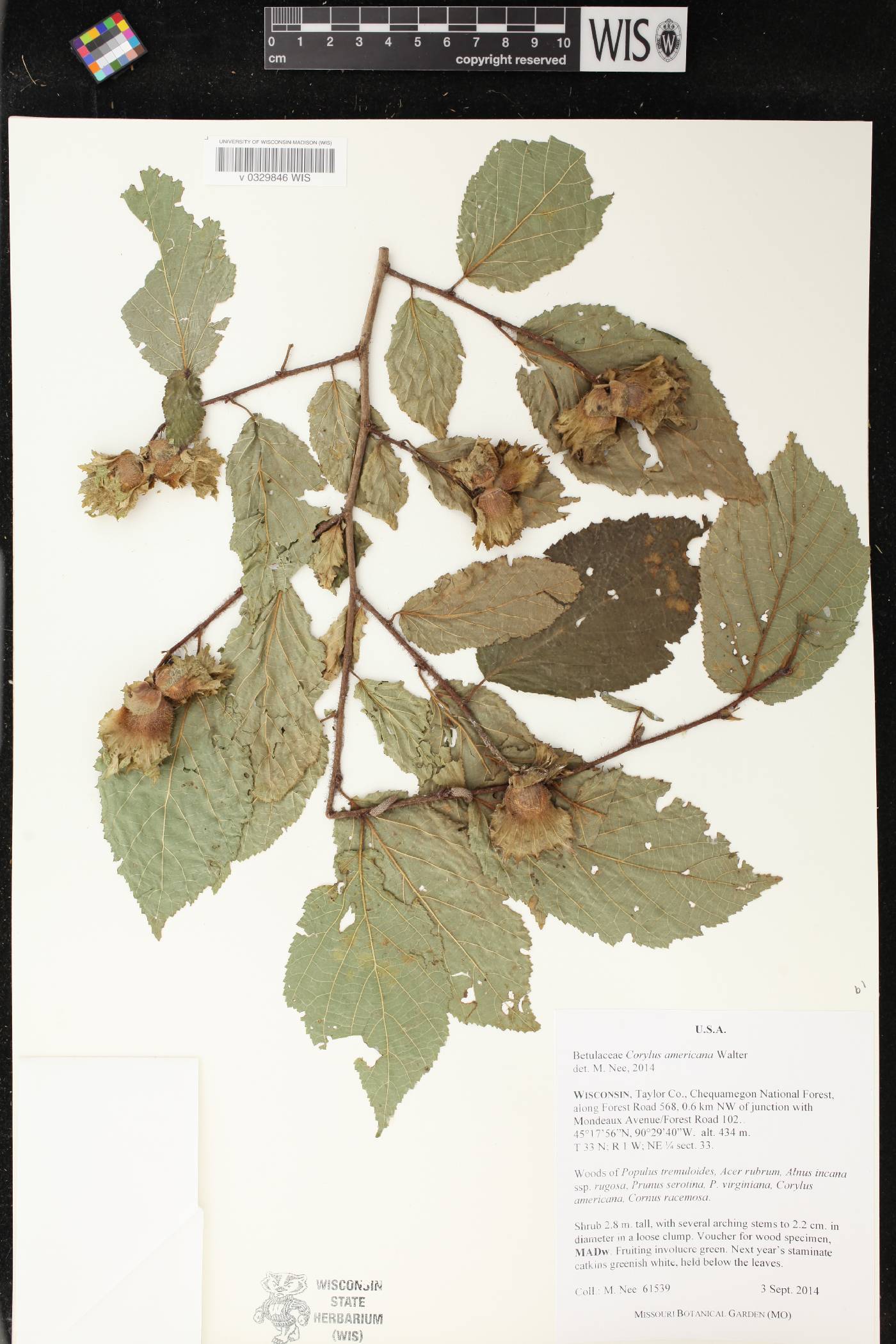 Corylus americana image