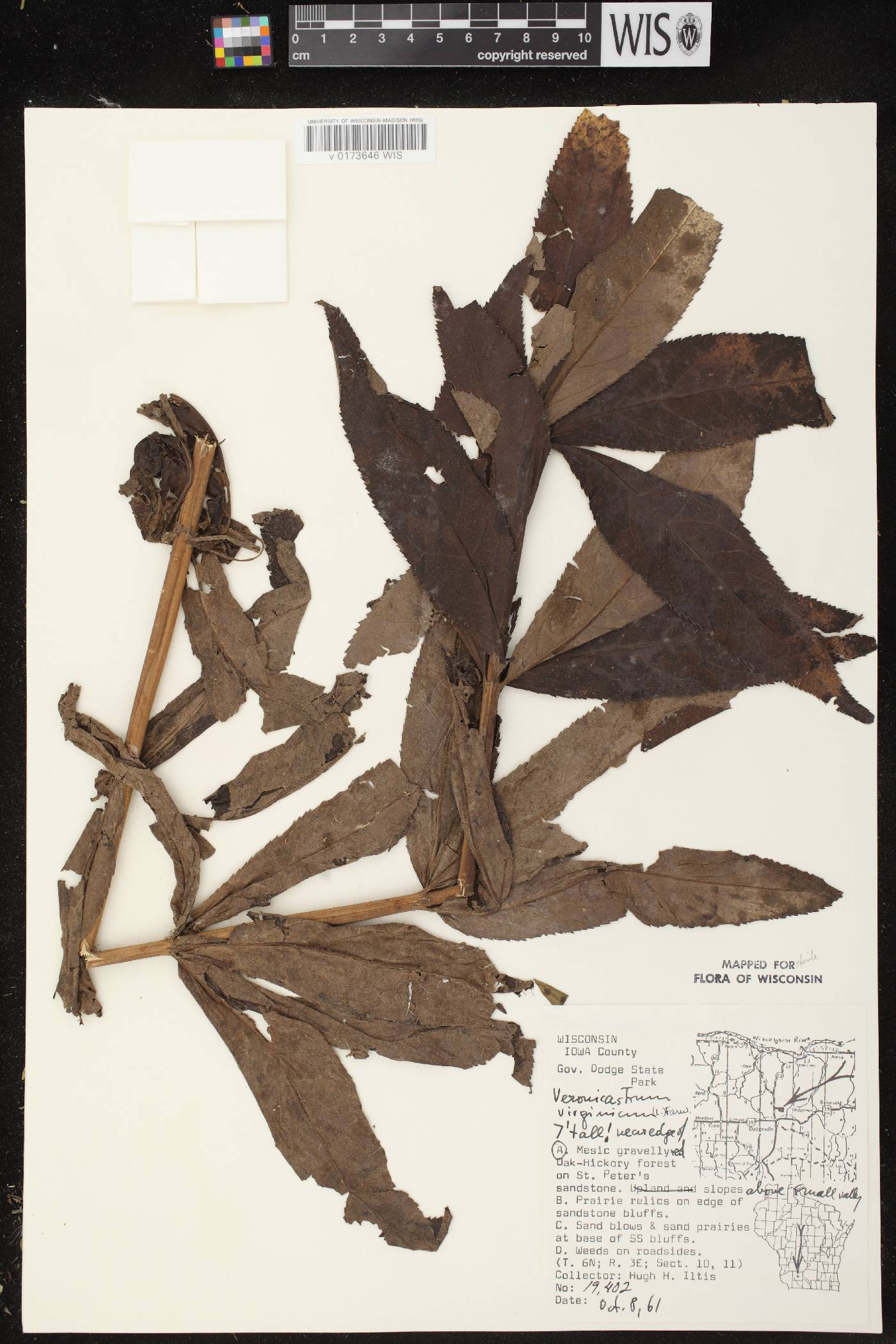 Veronicastrum virginicum image