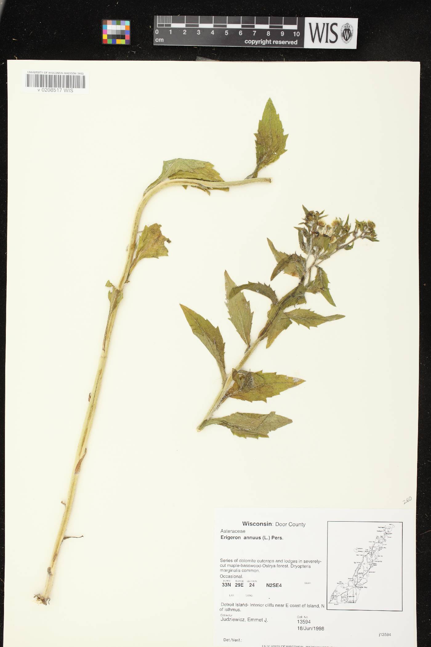 Erigeron annuus image