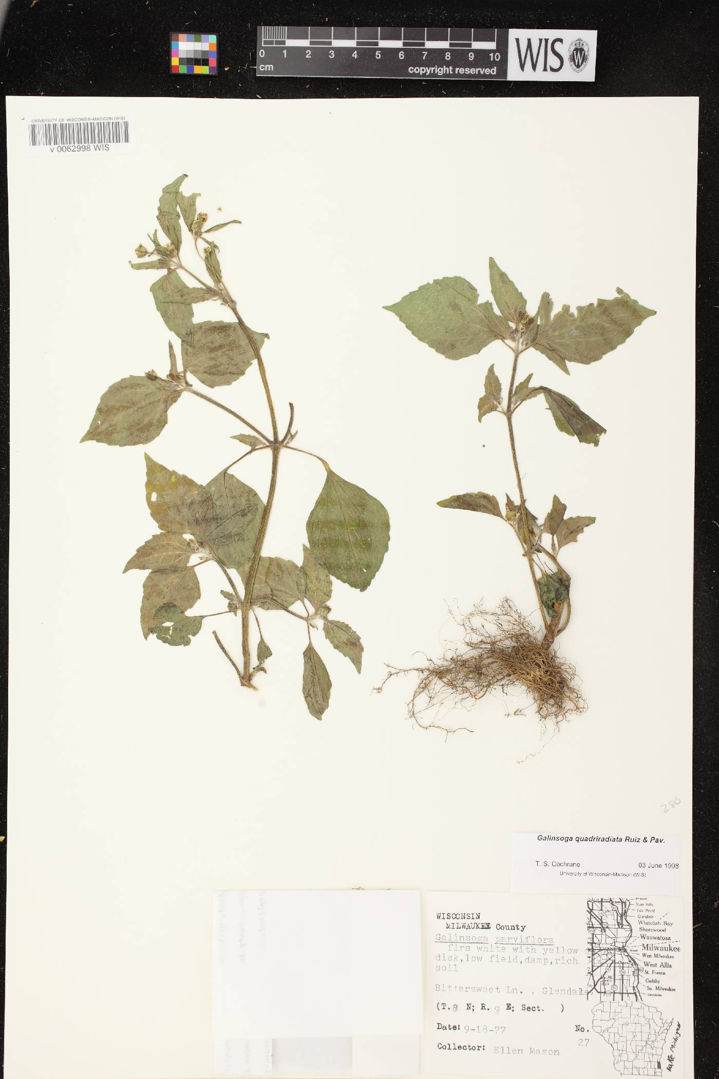 Galinsoga quadriradiata image