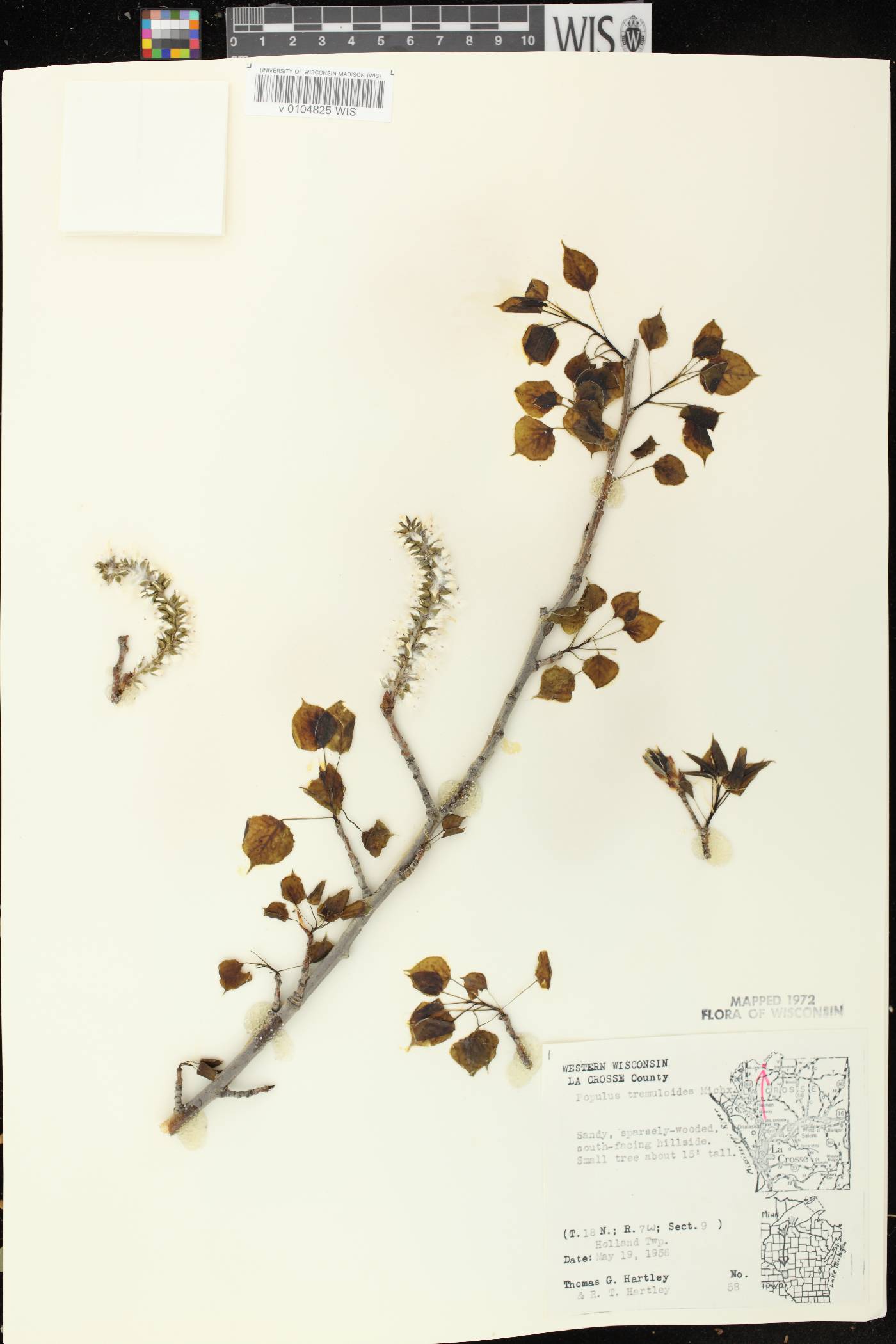 Populus tremuloides image