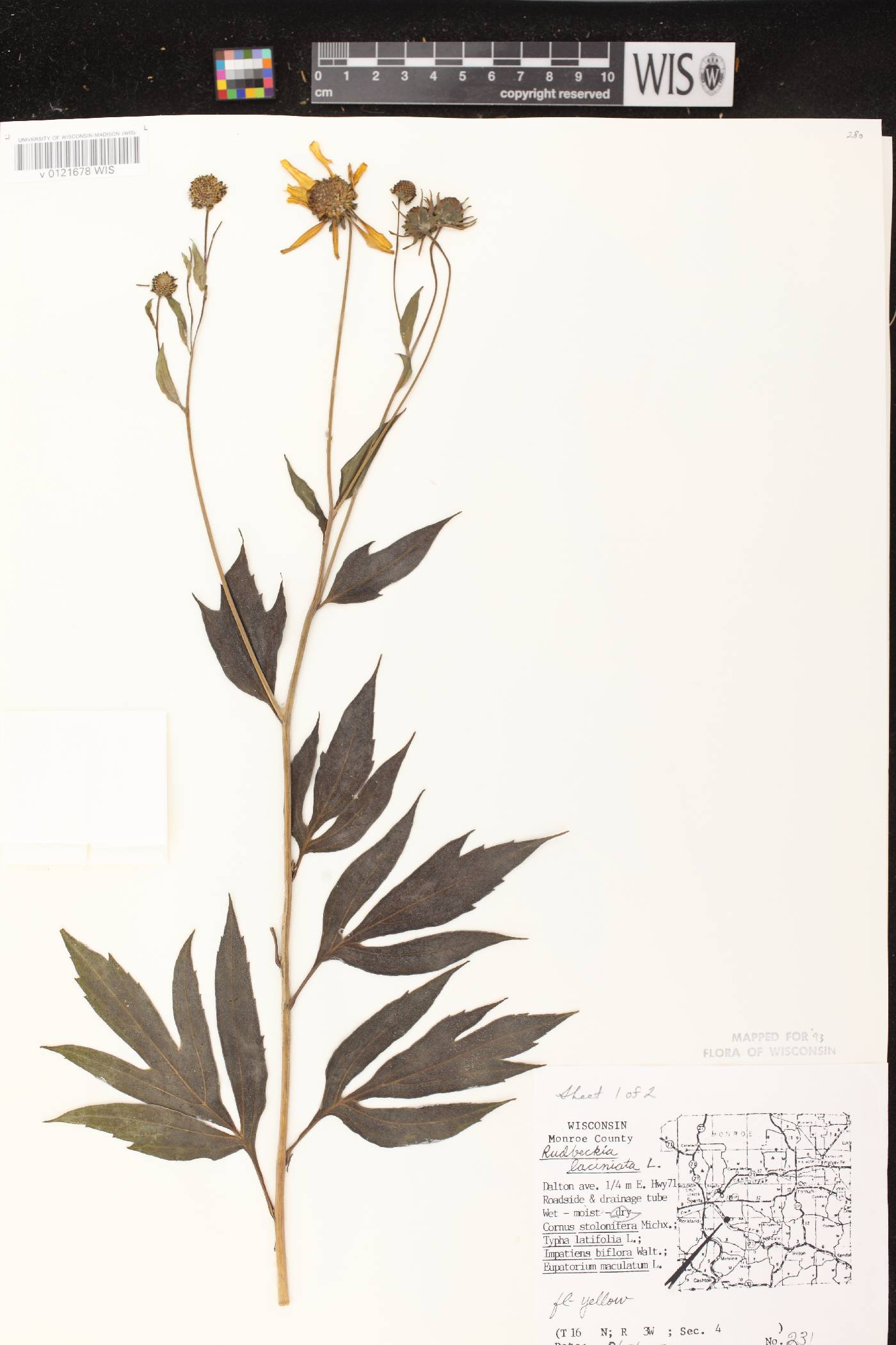 Rudbeckia laciniata image