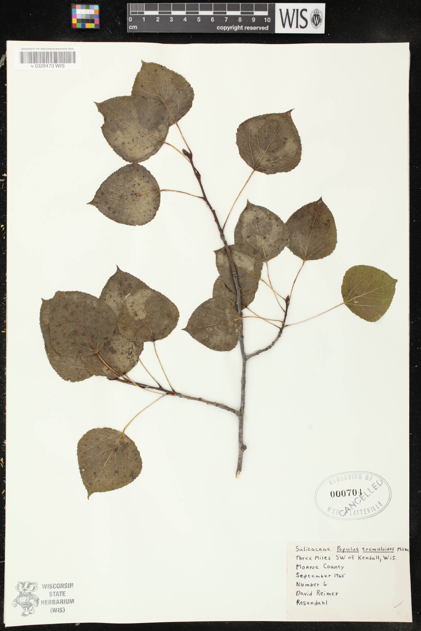 Populus tremuloides image