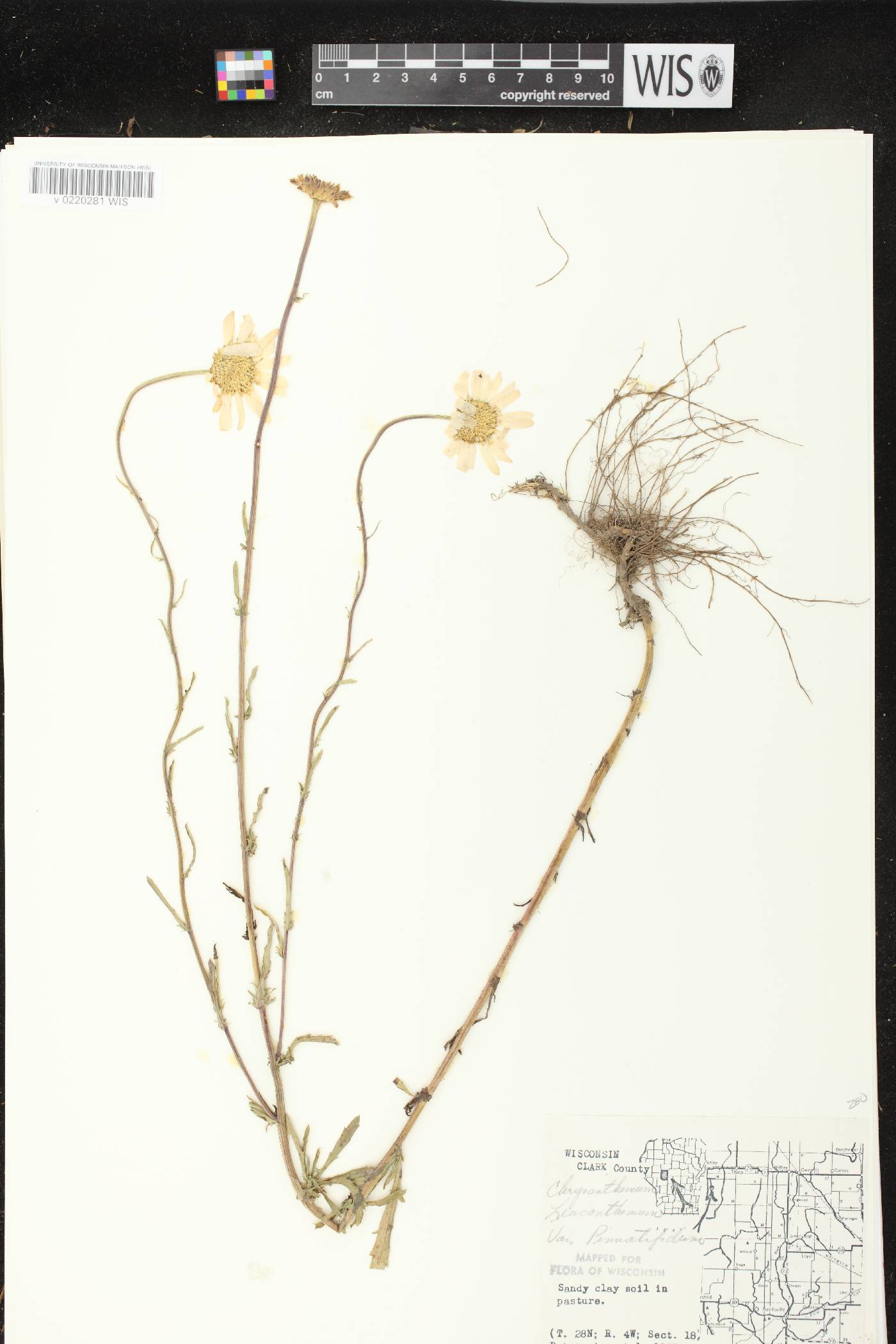 Leucanthemum vulgare image