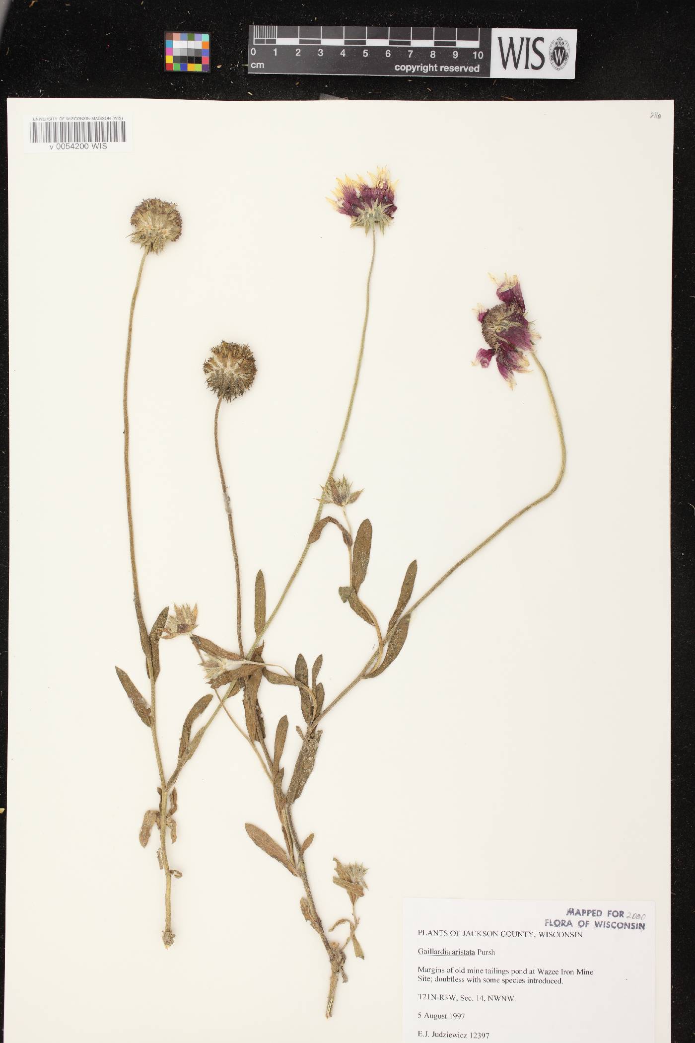 Gaillardia aristata image