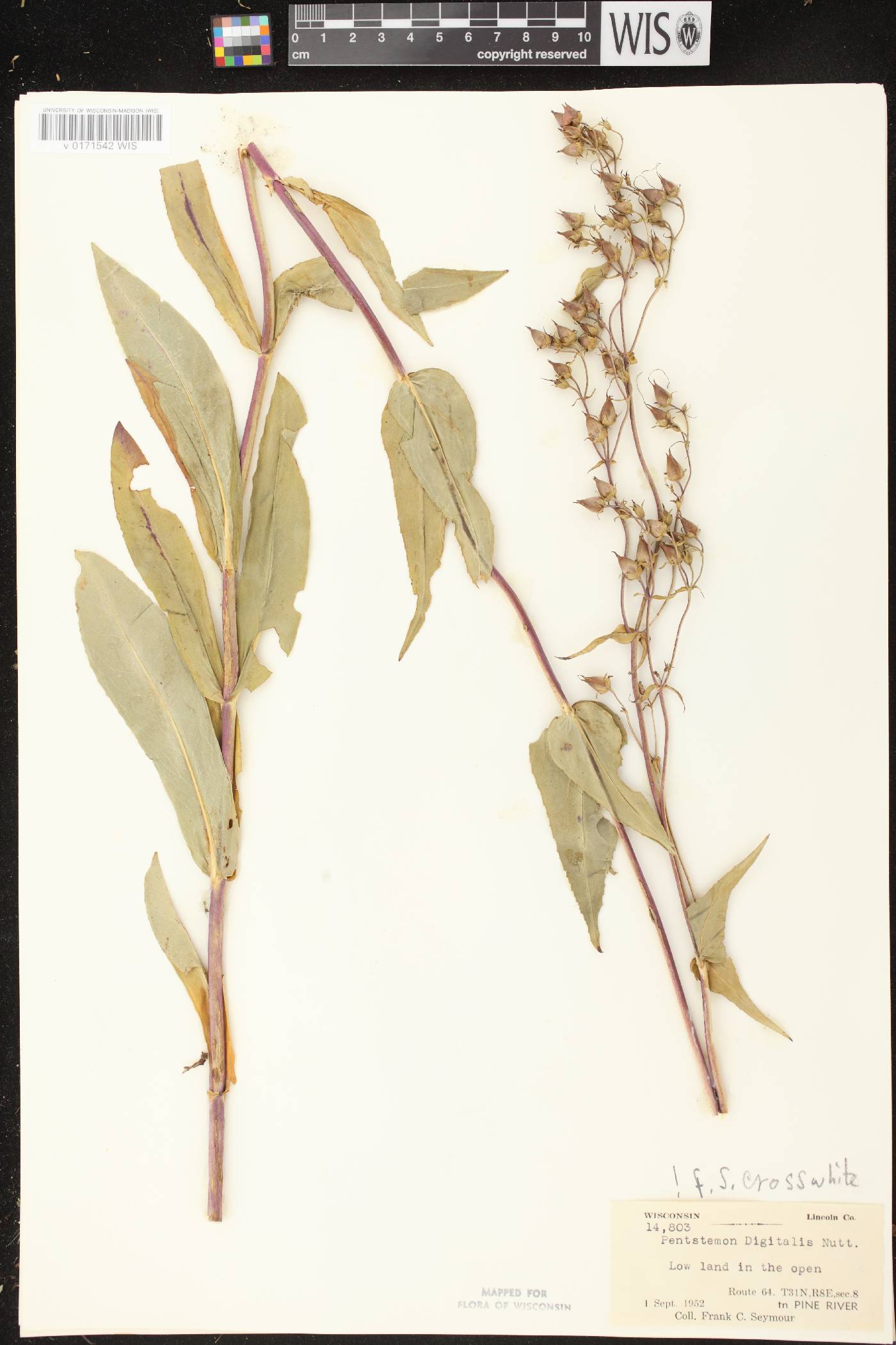Penstemon digitalis image