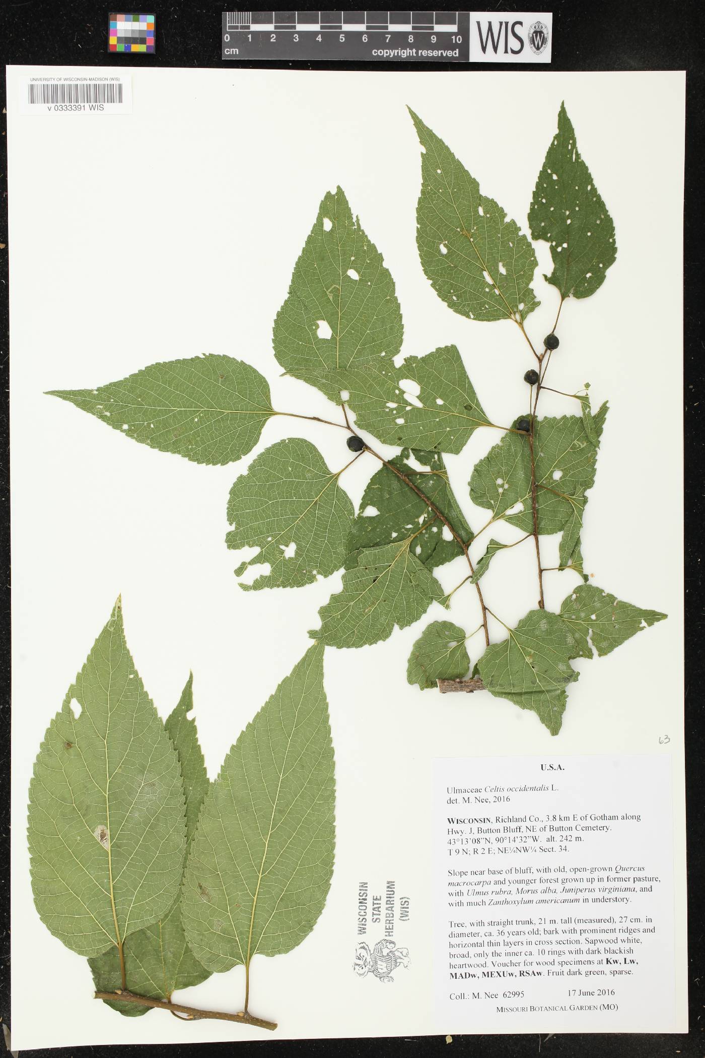 Celtis occidentalis image