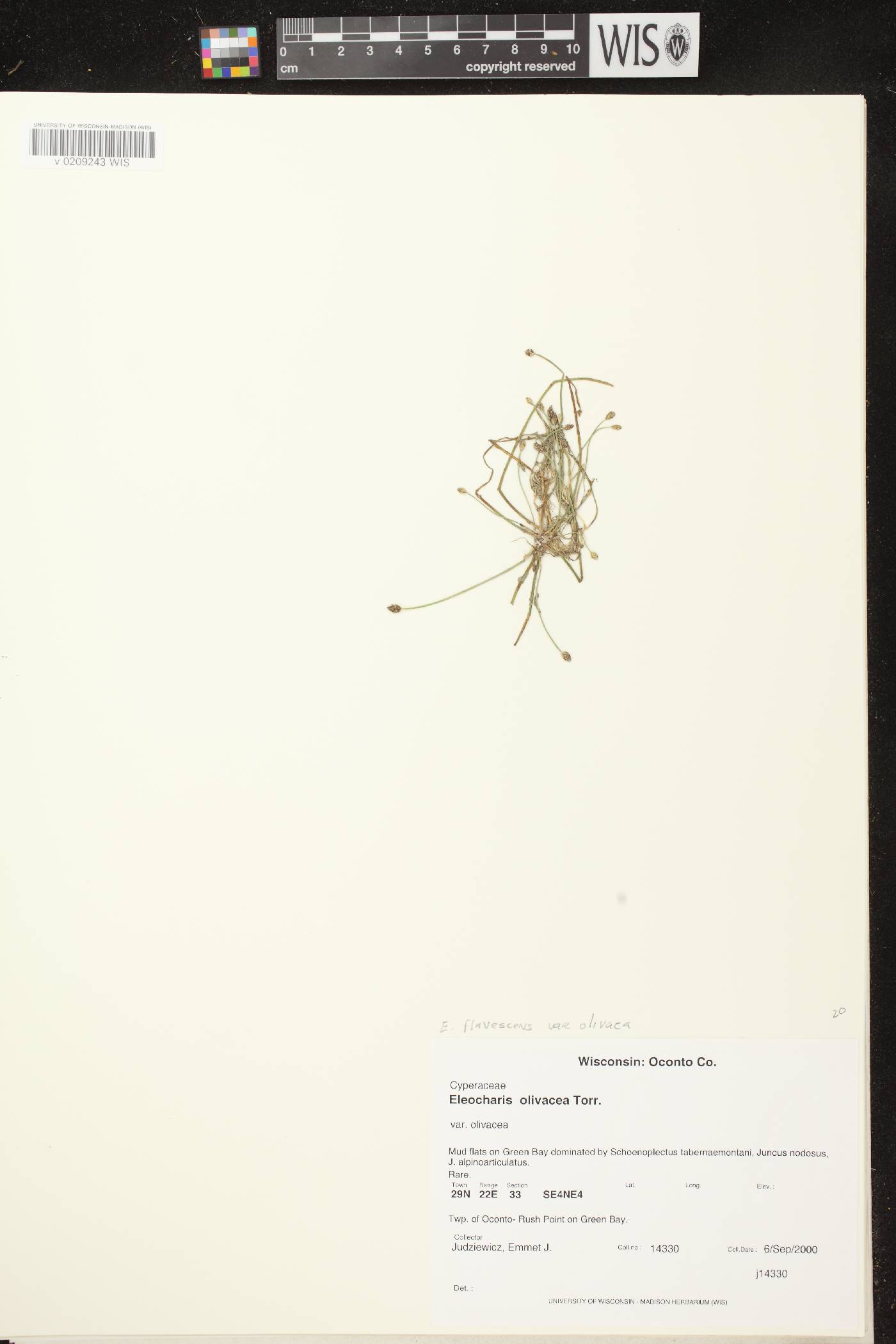 Eleocharis flavescens image