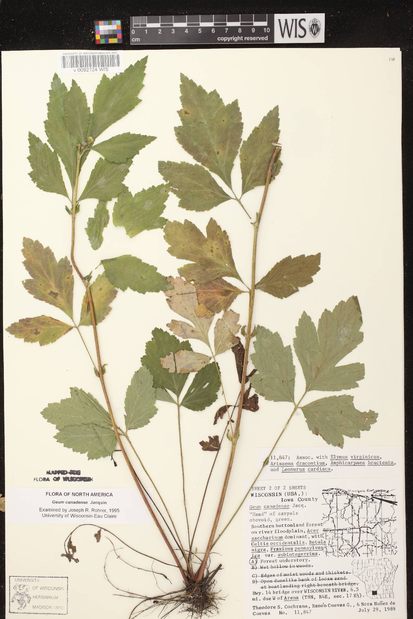 Geum canadense image