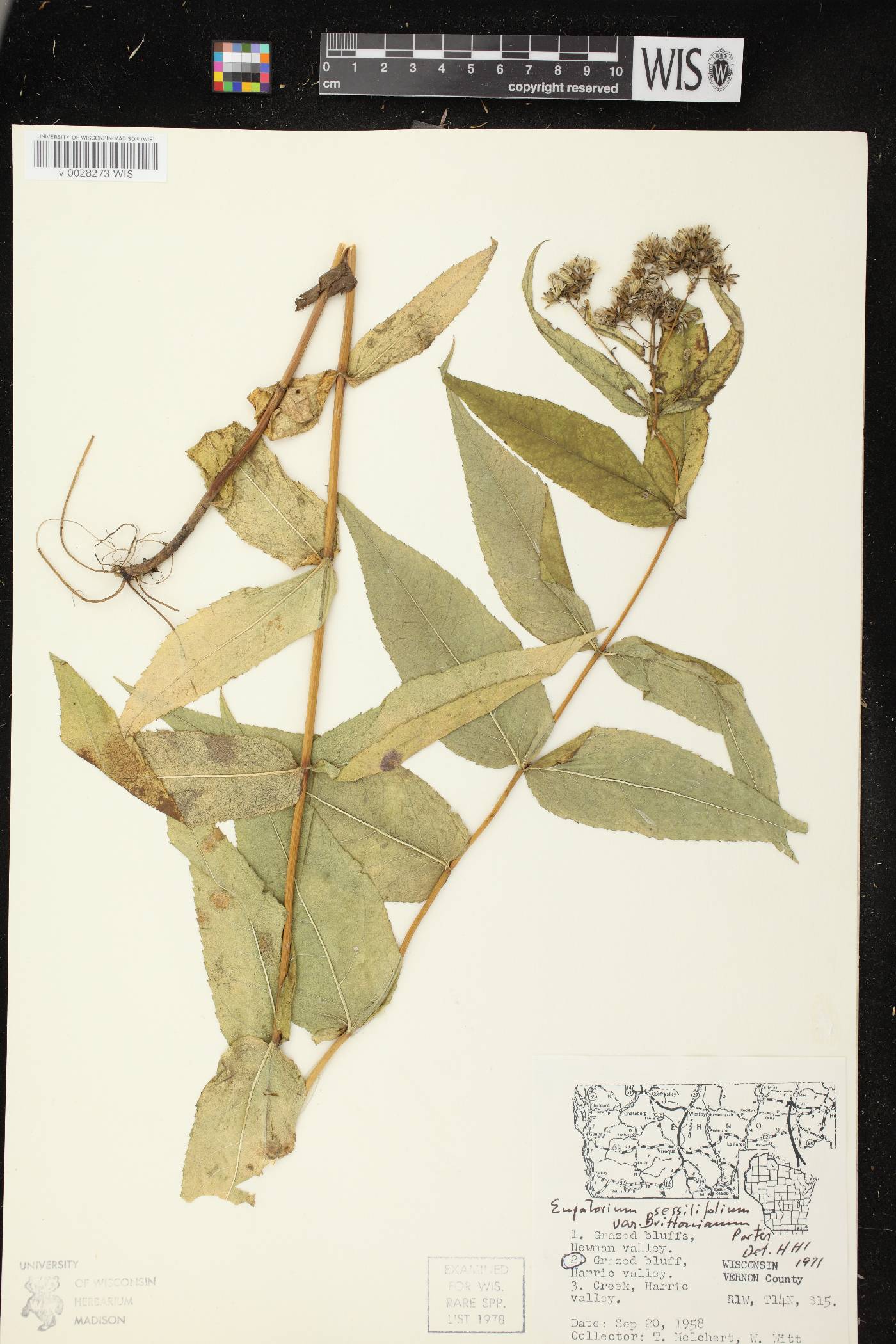 Eupatorium sessilifolium image