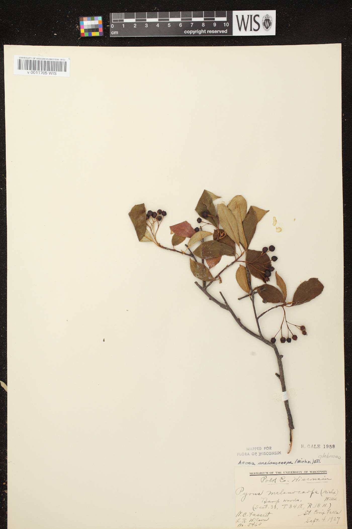 Aronia x prunifolia image