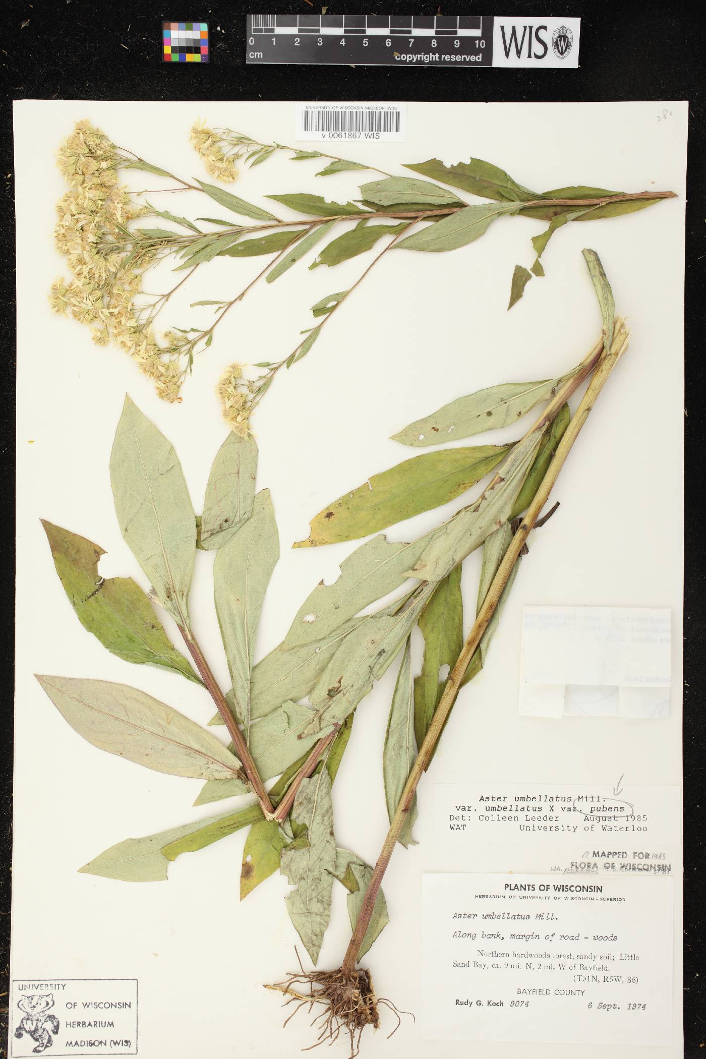 Doellingeria umbellata var. pubens image