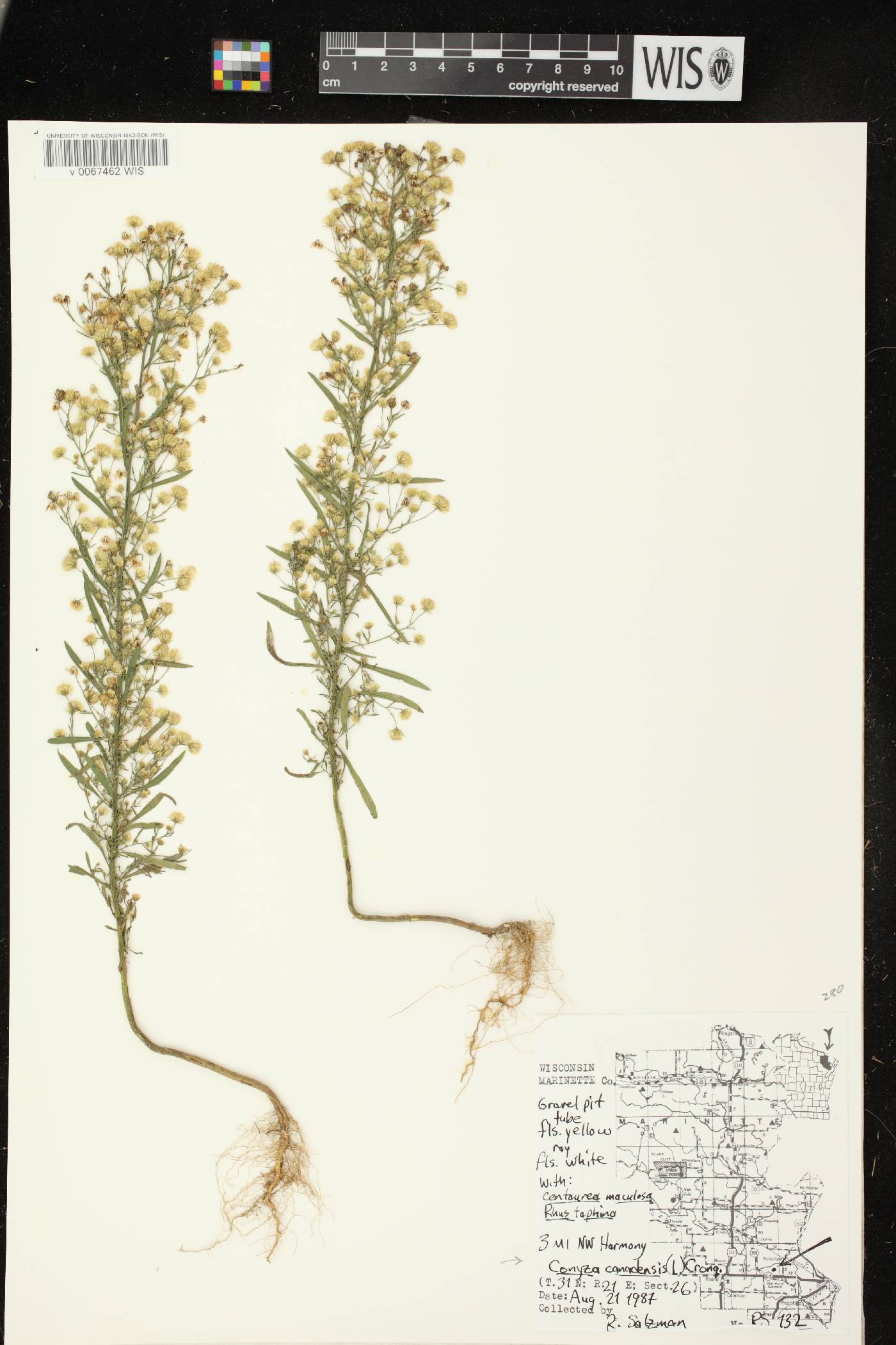 Conyza canadensis image