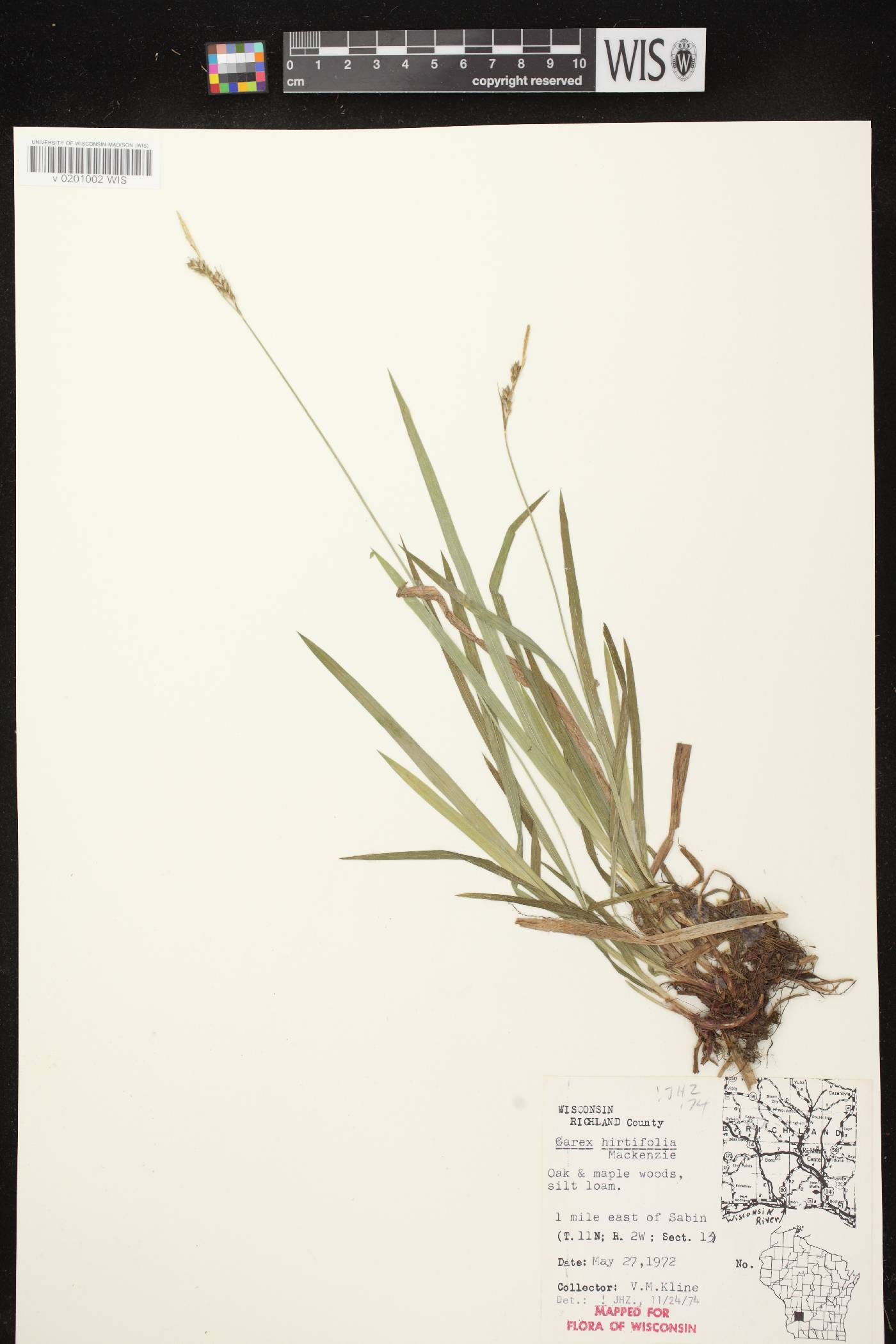 Carex hirtifolia image