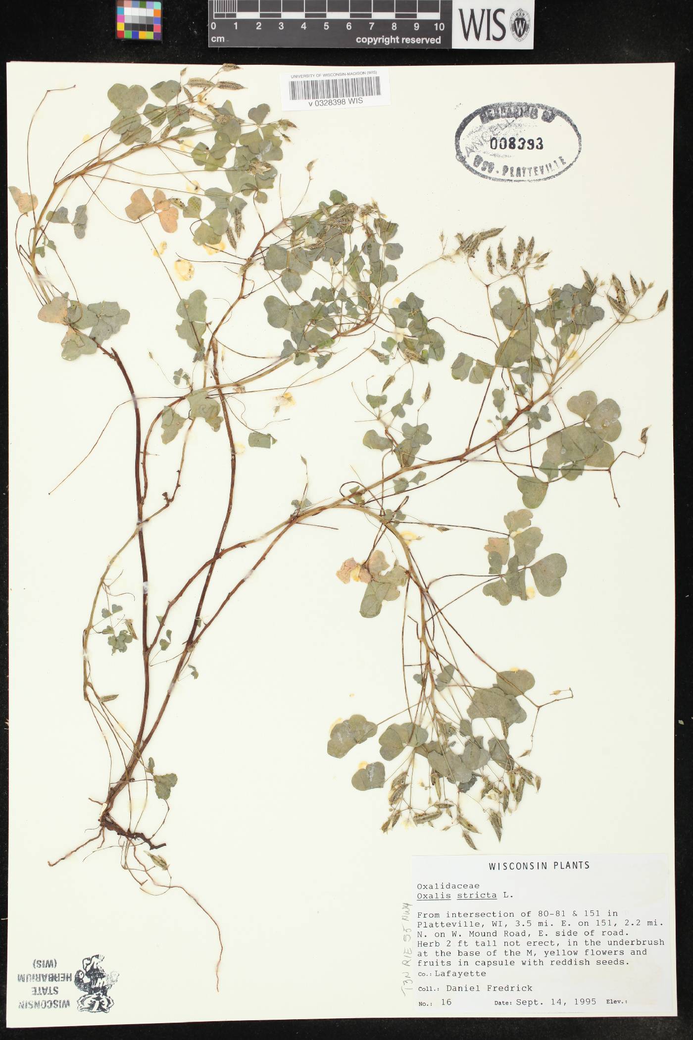 Oxalis stricta image
