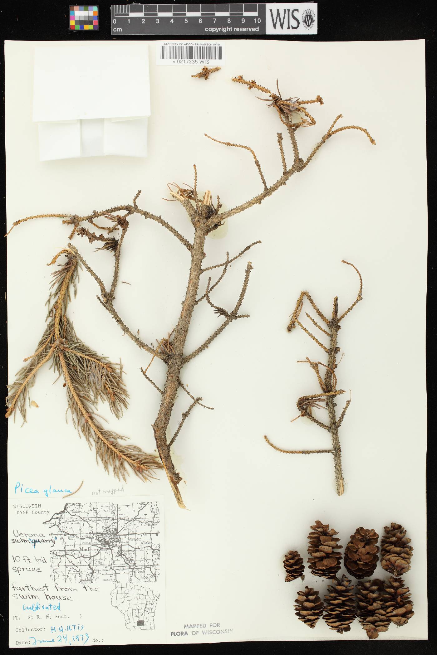Picea glauca image