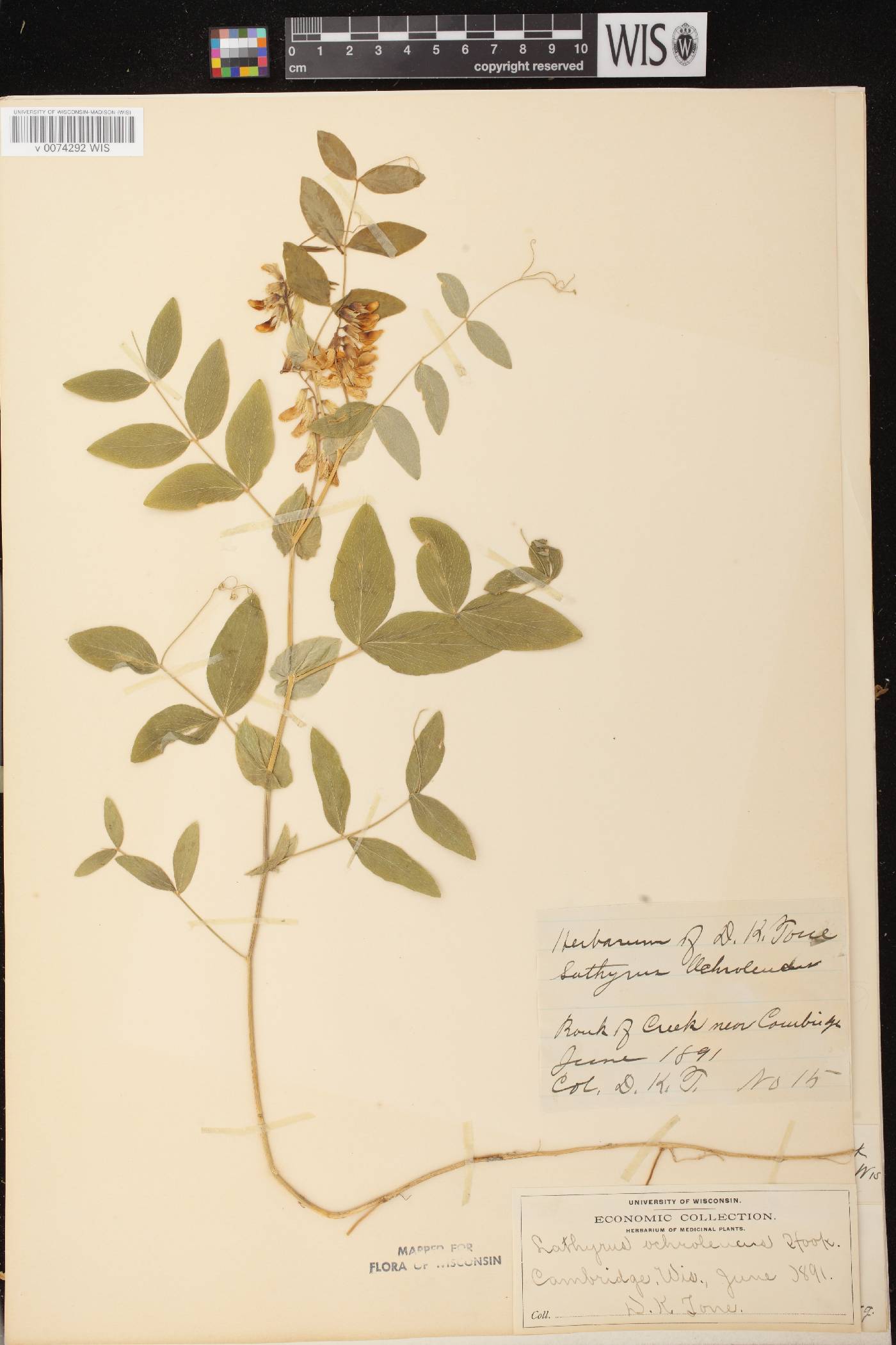 Lathyrus ochroleucus image