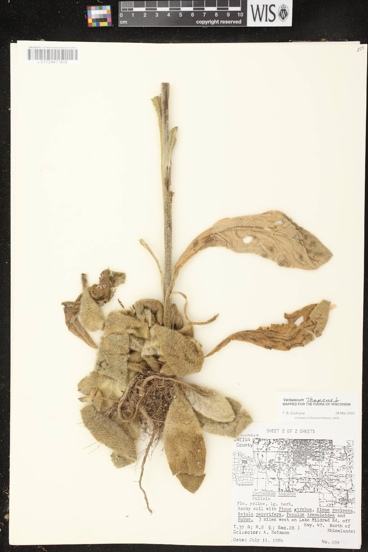 Verbascum thapsus image