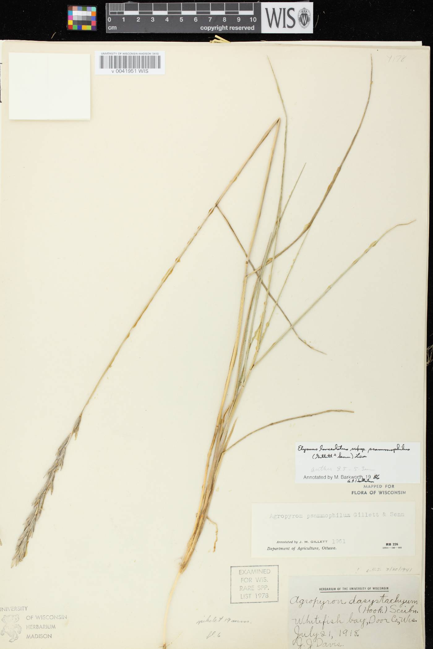 Elymus lanceolatus image